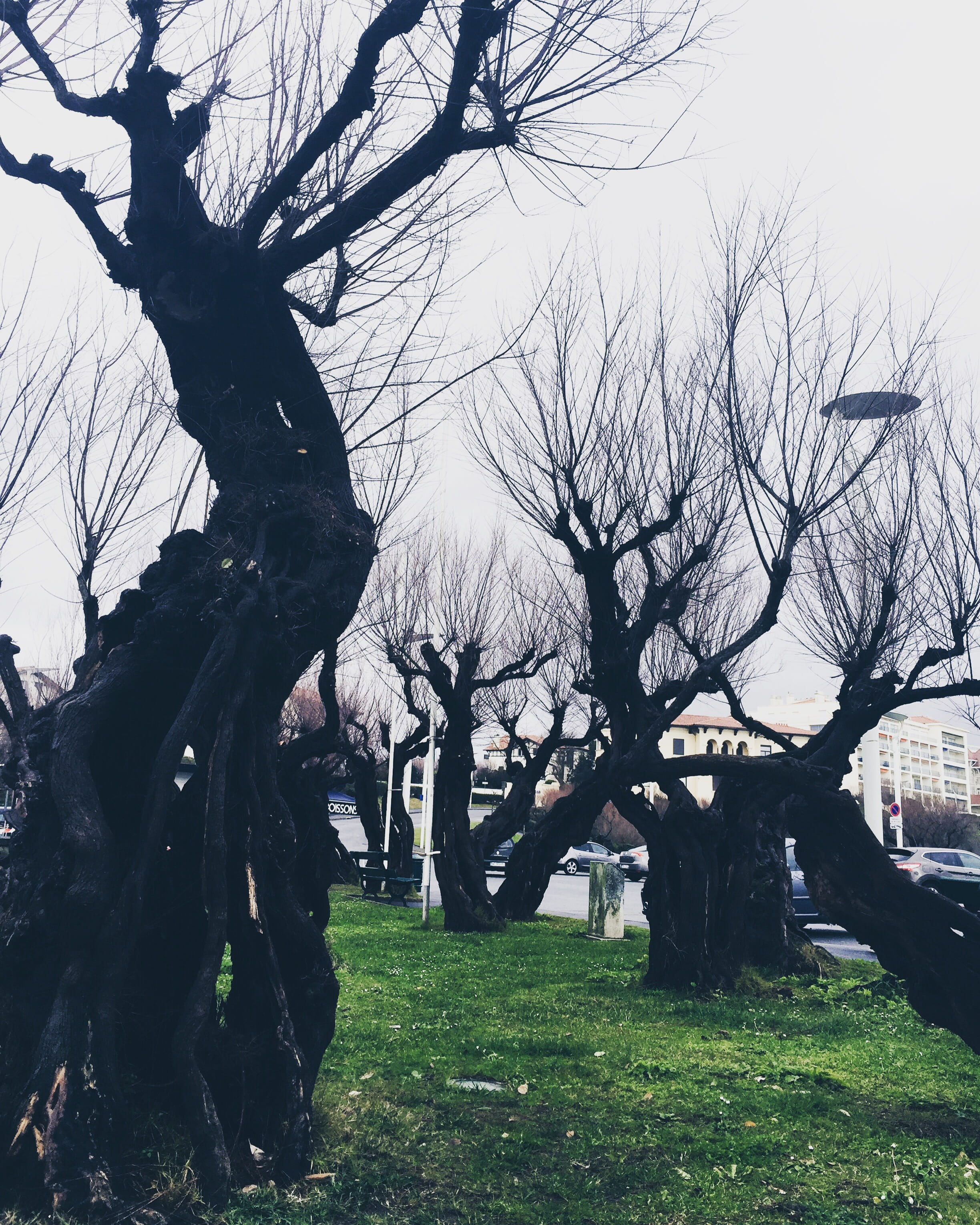 plant, tree, bare tree, sky, field, trunk, grass, nature, tree trunk