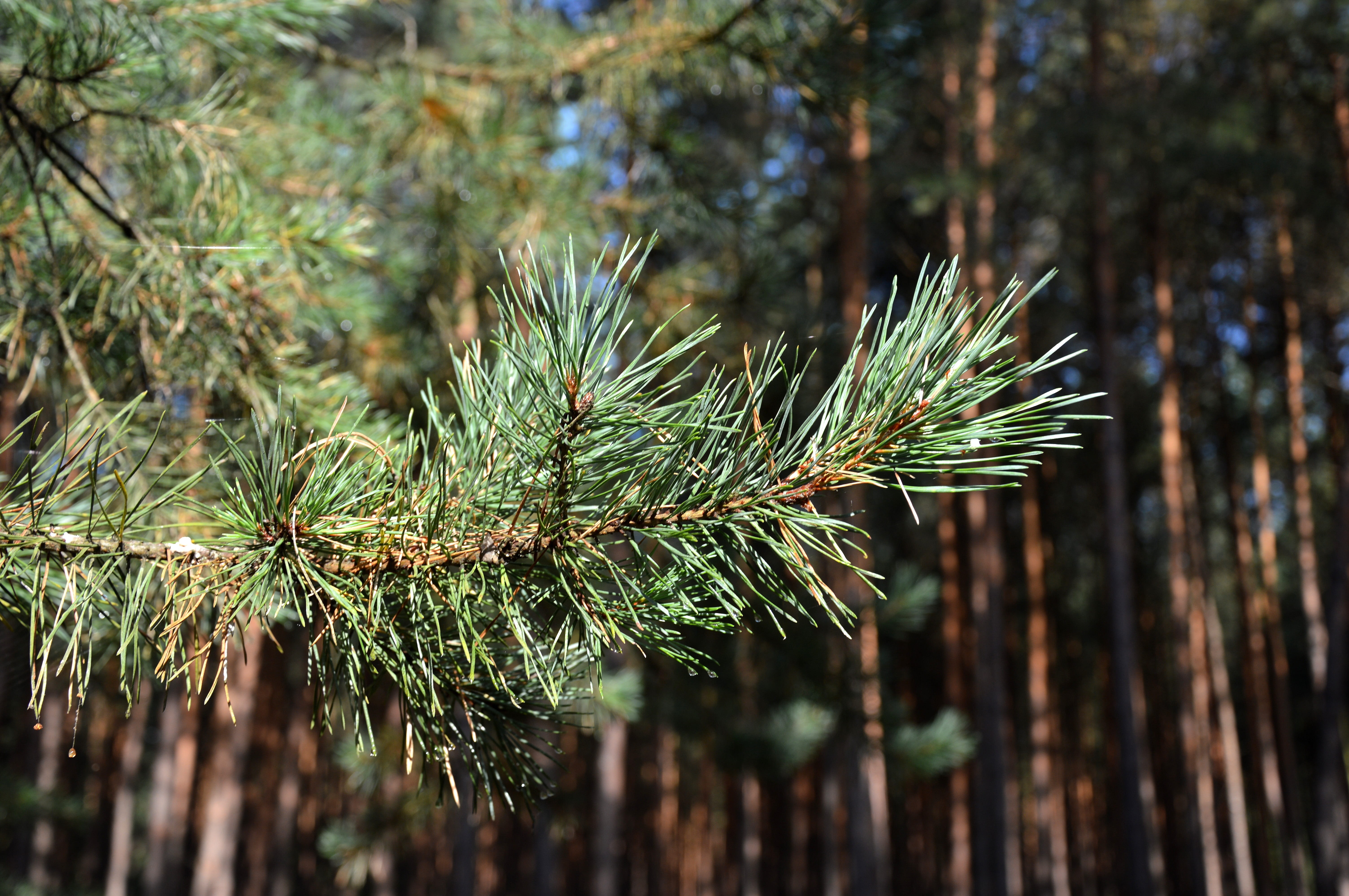 pine branch, forest, pine needles, plant, tree, focus on foreground