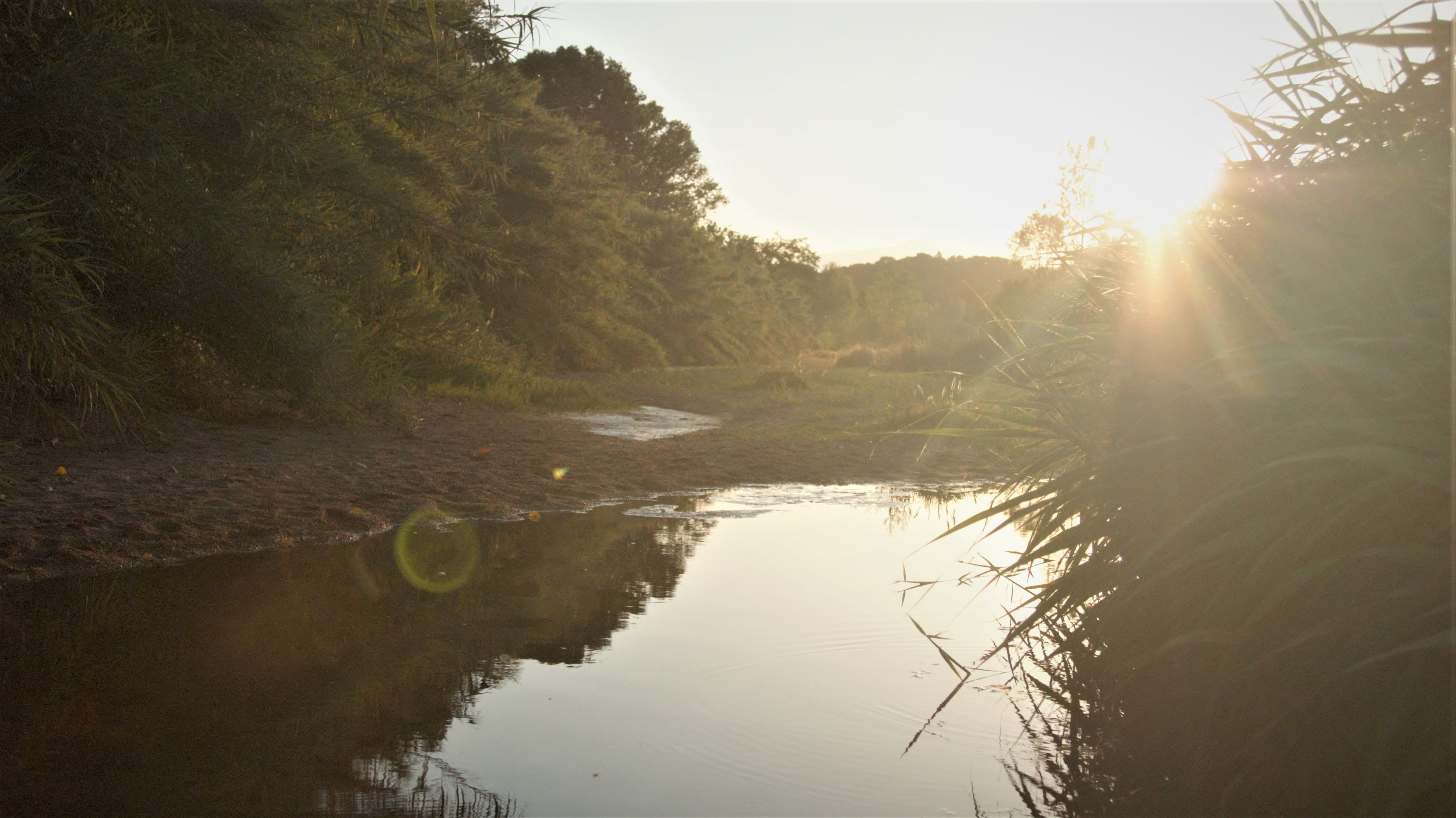 summer, river, water, tree, tranquility, plant, sky, reflection