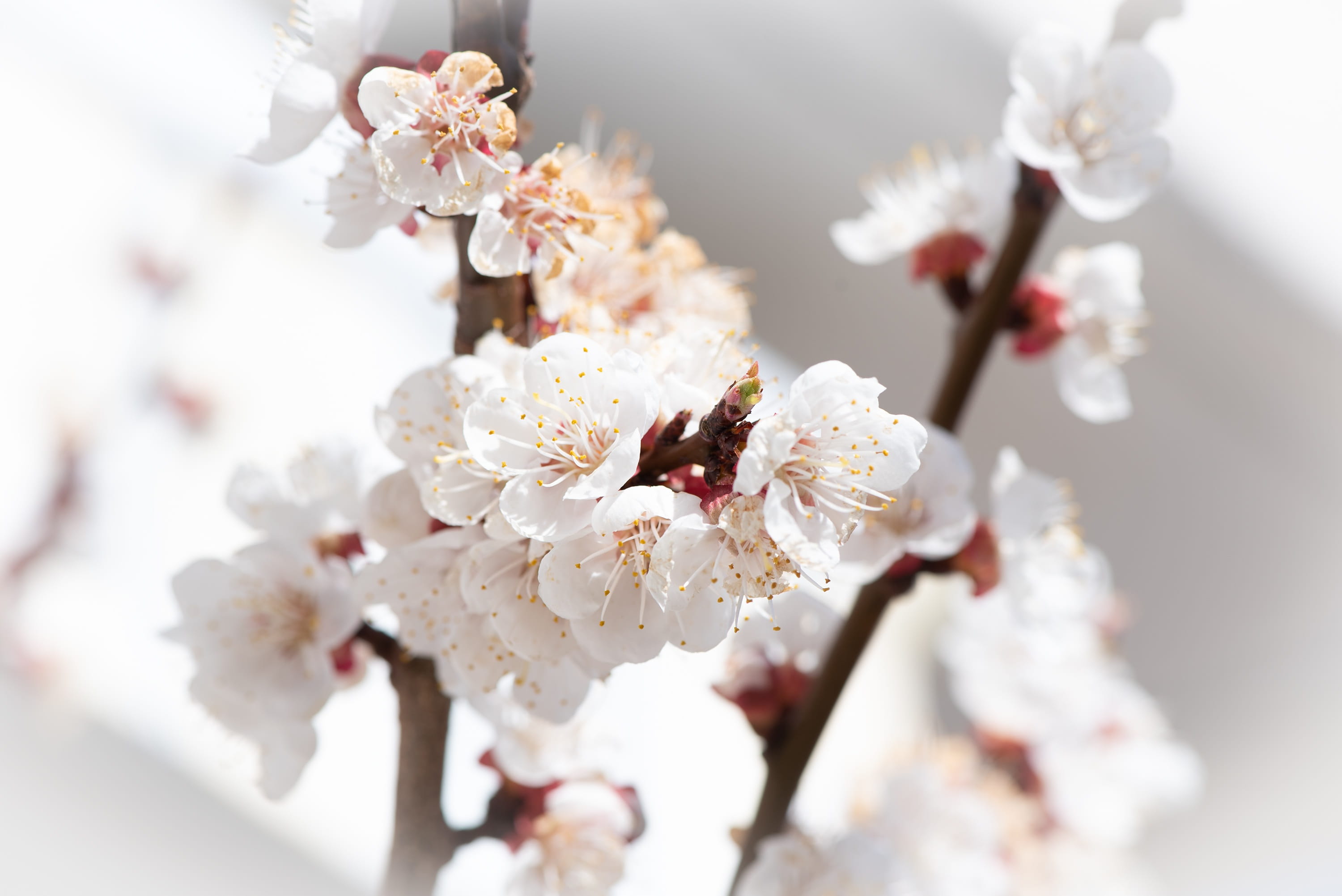 flowers, aesthetic, white, spring, tree blossoms, apricot tree