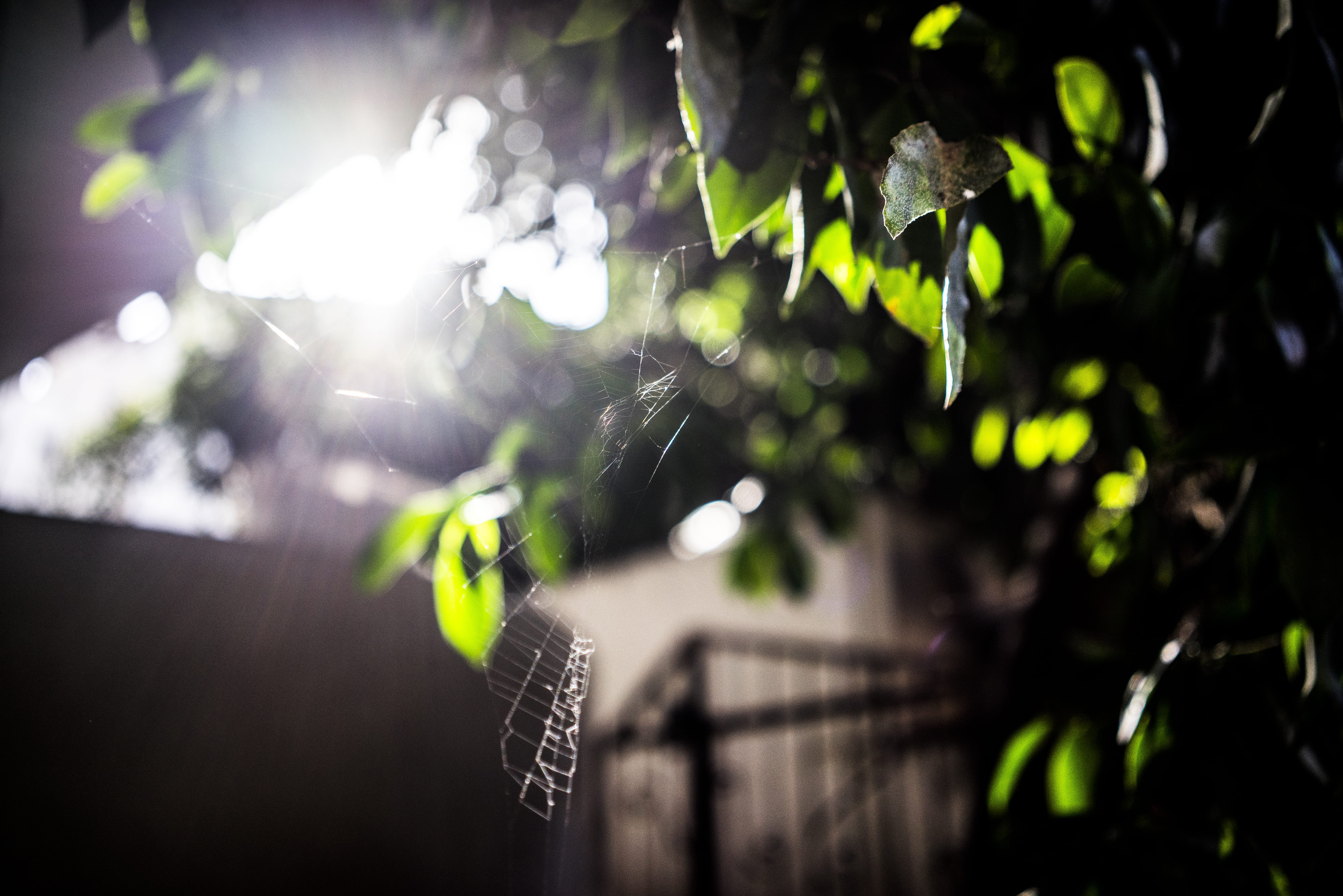 sunlight, sunset, spider, background, wallpaper, green, tree