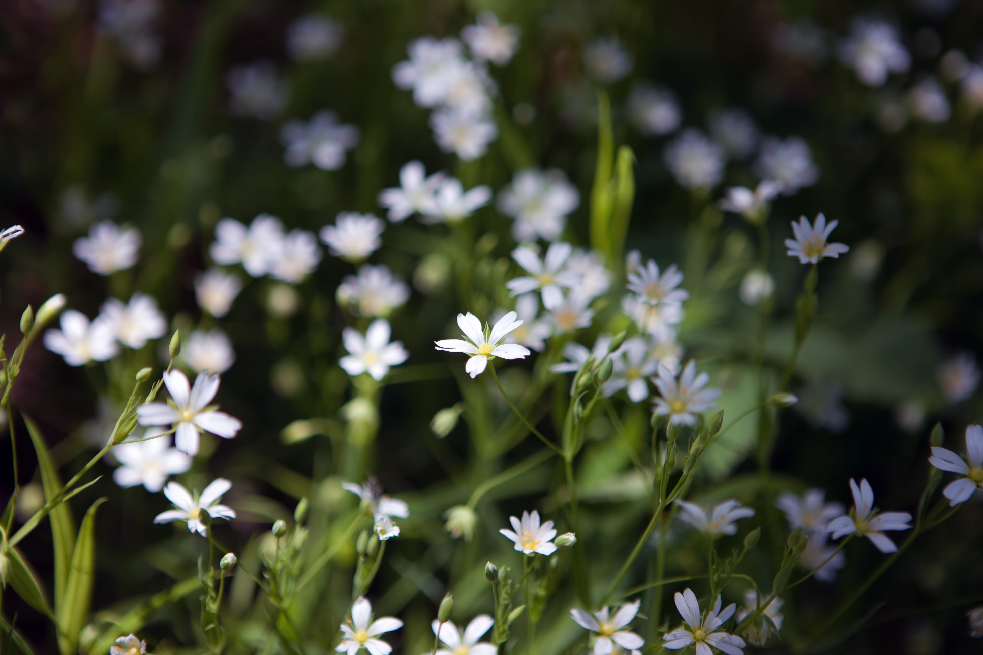 spring, flower, flowers, background, focus, closeup, outdoor
