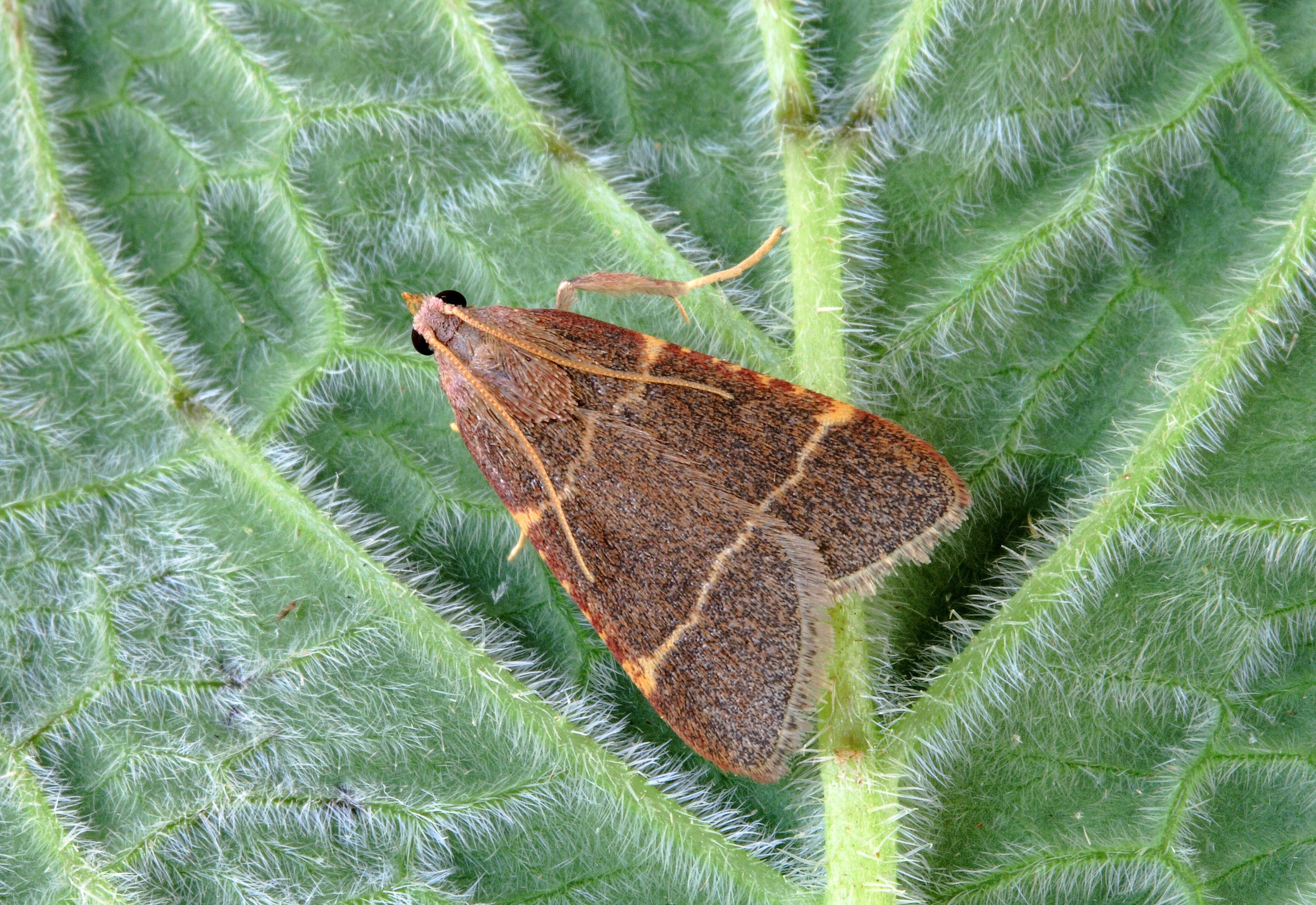 moth, micro, macro, tiny, wings, nature, close, brown, head