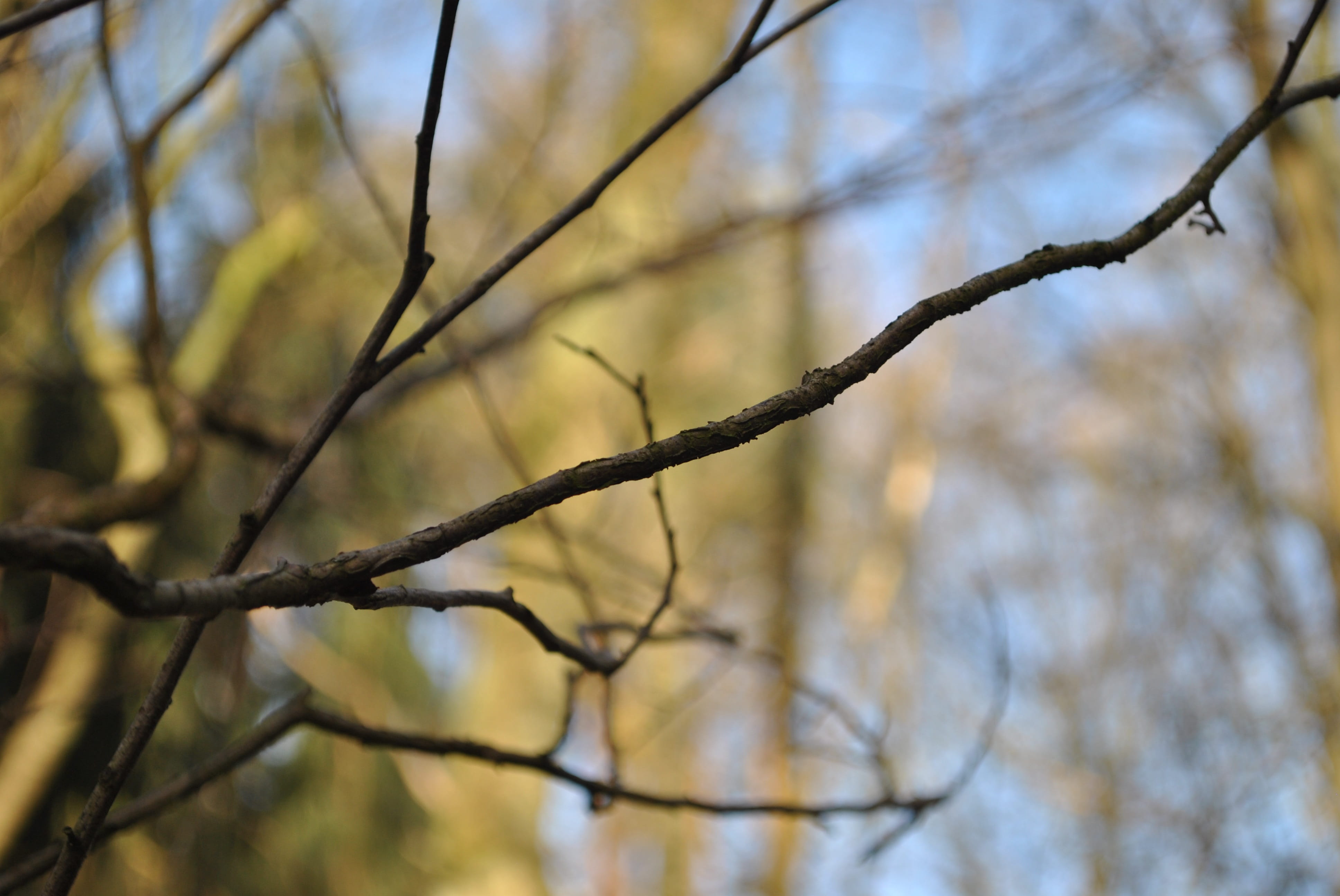 aesthetic, tree, winter, forest, sun, branches, kahl, plant