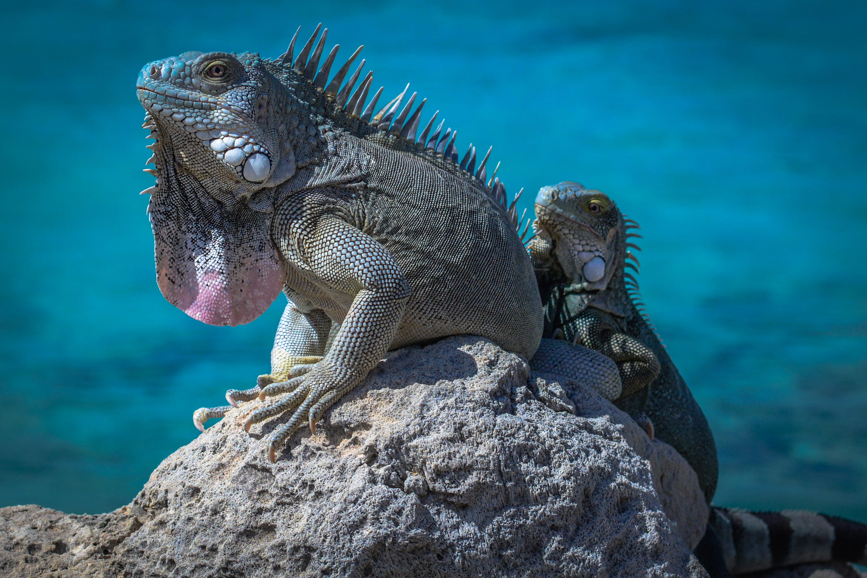 two green bearded dragons, rock, rock - object, reptile, solid