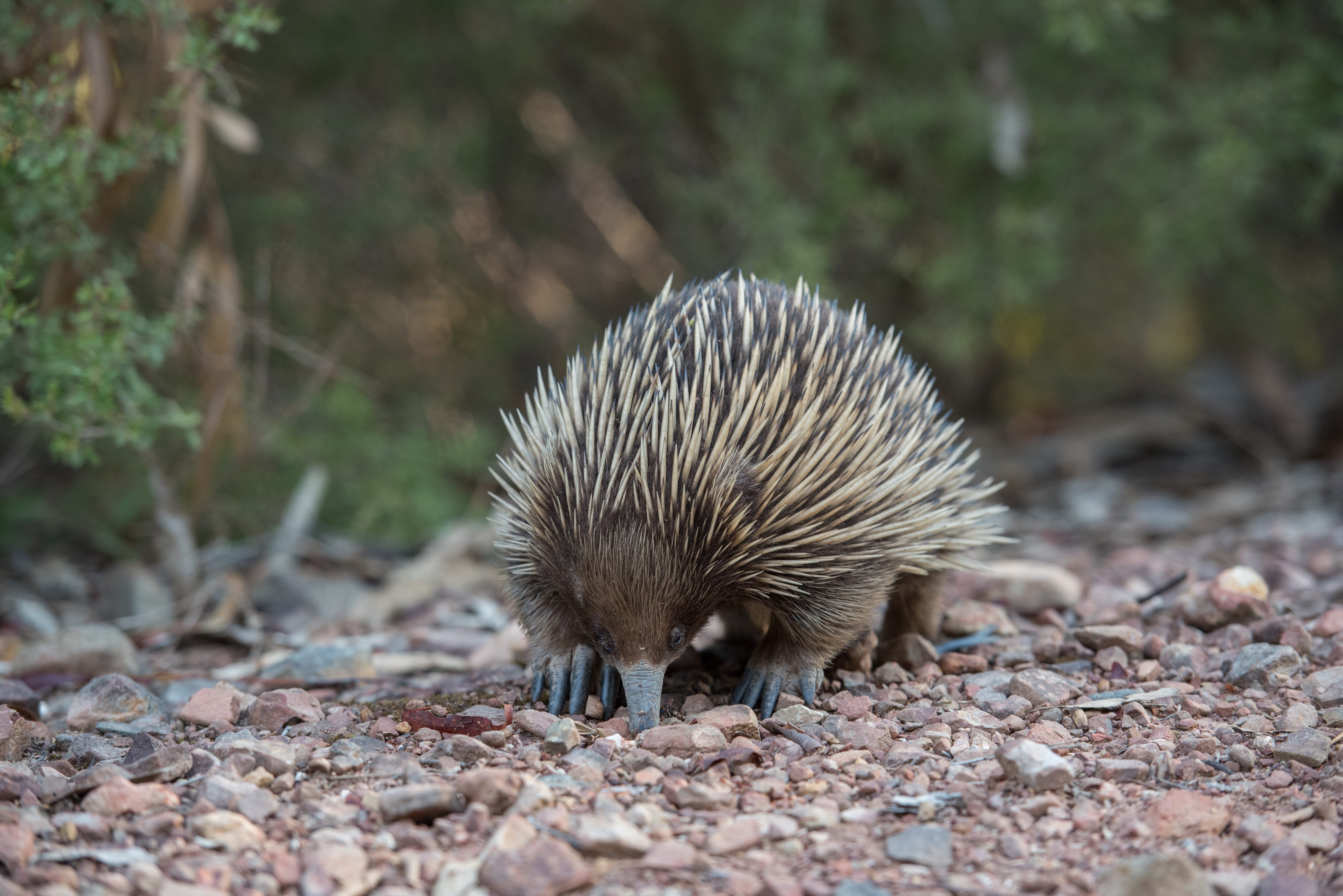 Free download | HD wallpaper: echidna, monotreme, mammal, egg-laying ...