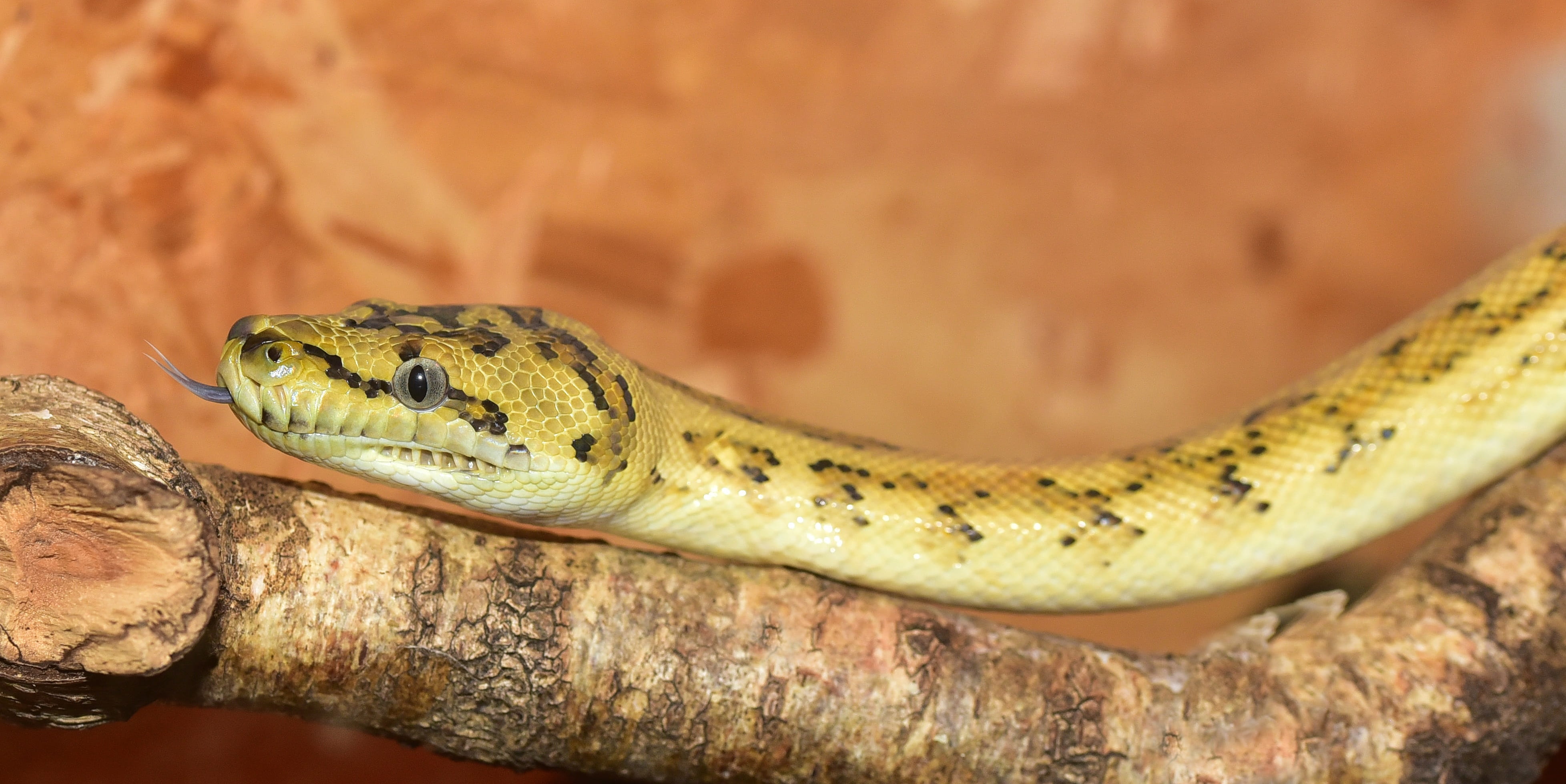 snake, python, yellow, small, reptile, scale, head, constrictor
