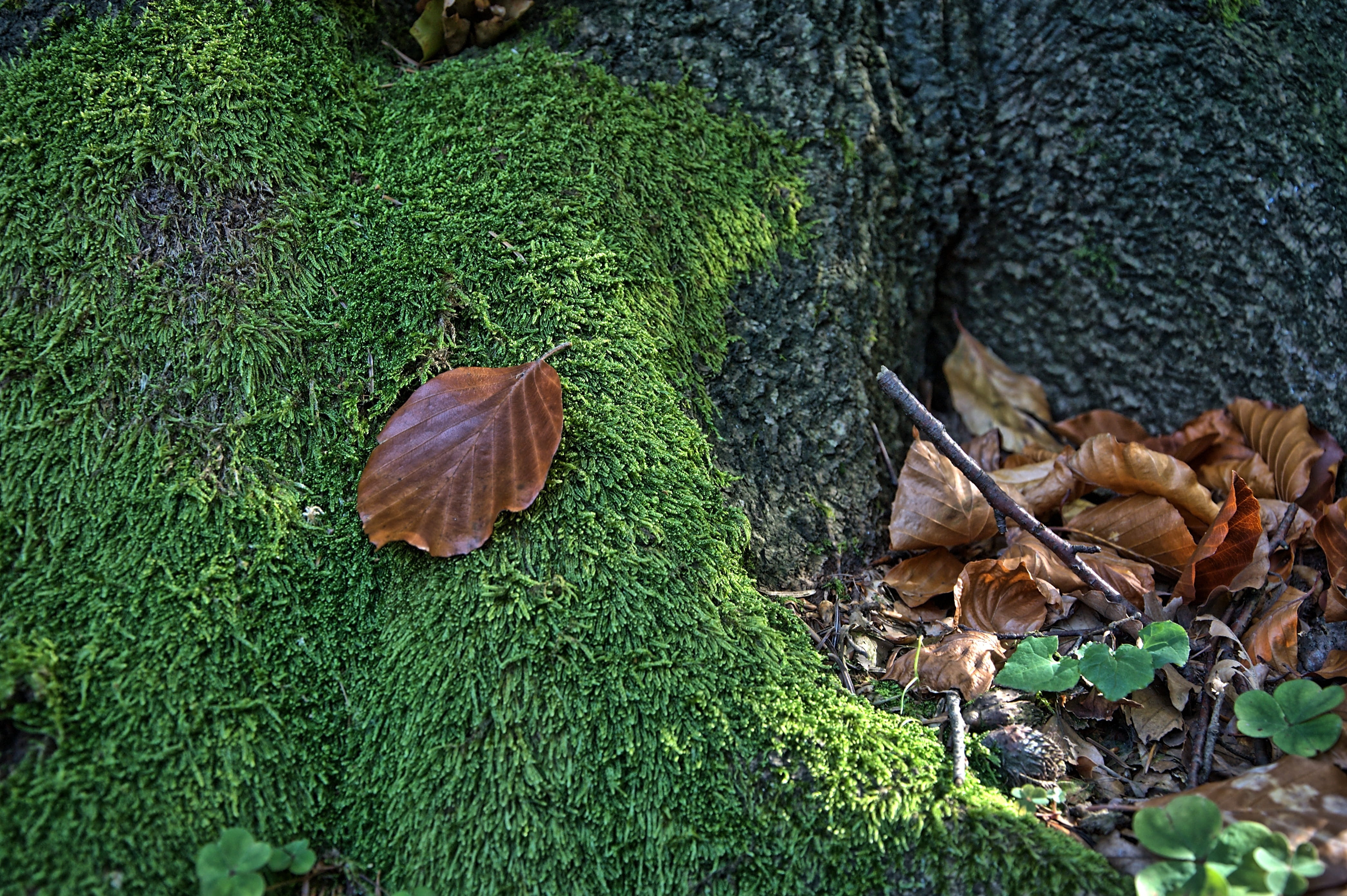 leaf, moss, macro, closeup, green, nature, forest, moss forest