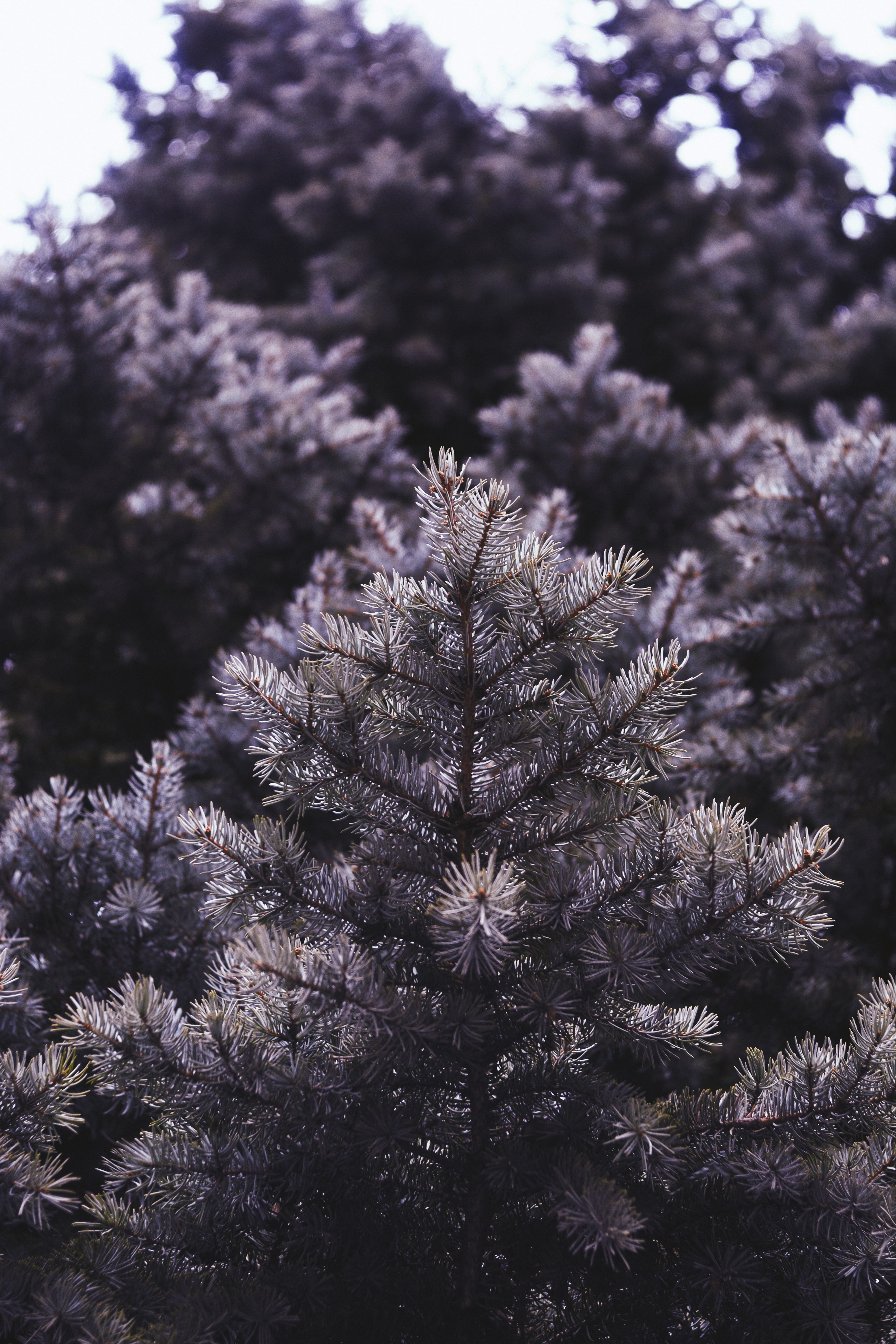 forest, tree, trees, background, wallpaper, vsco, light, nature