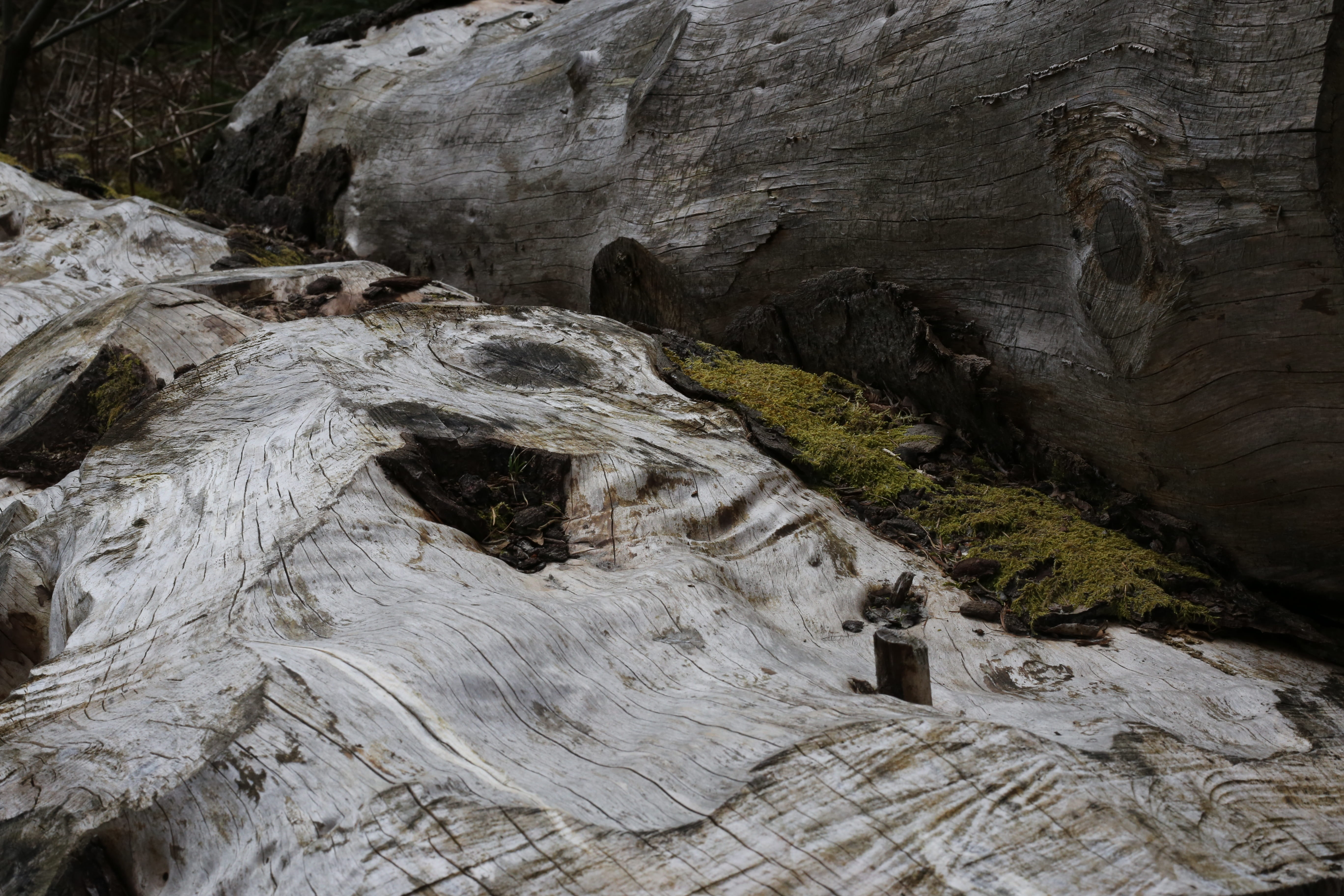 wood, tree, trunk, forest, nature, log, rock, rock formation