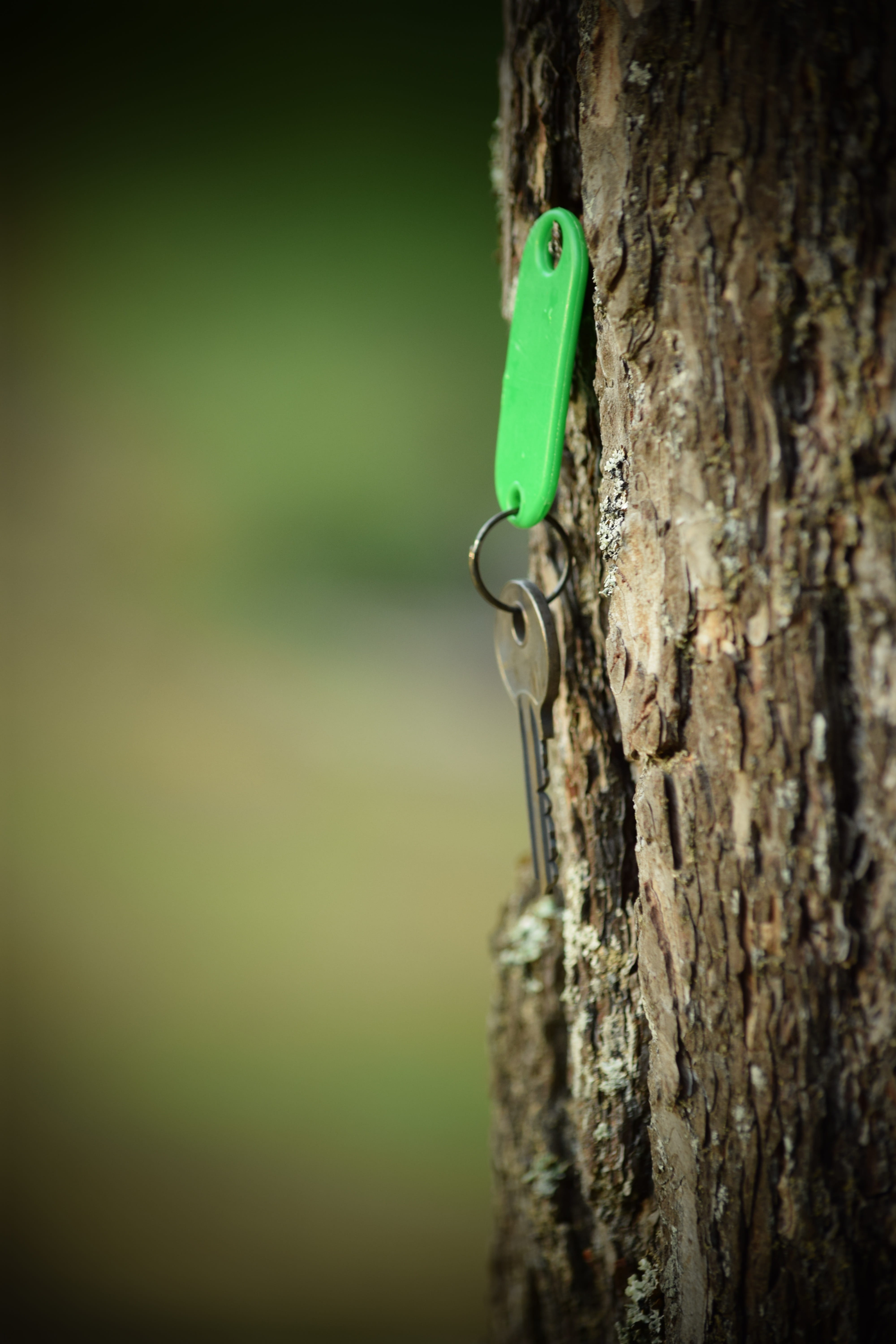 tree, key, nature, close-up, tree trunk, wood - material, selective focus