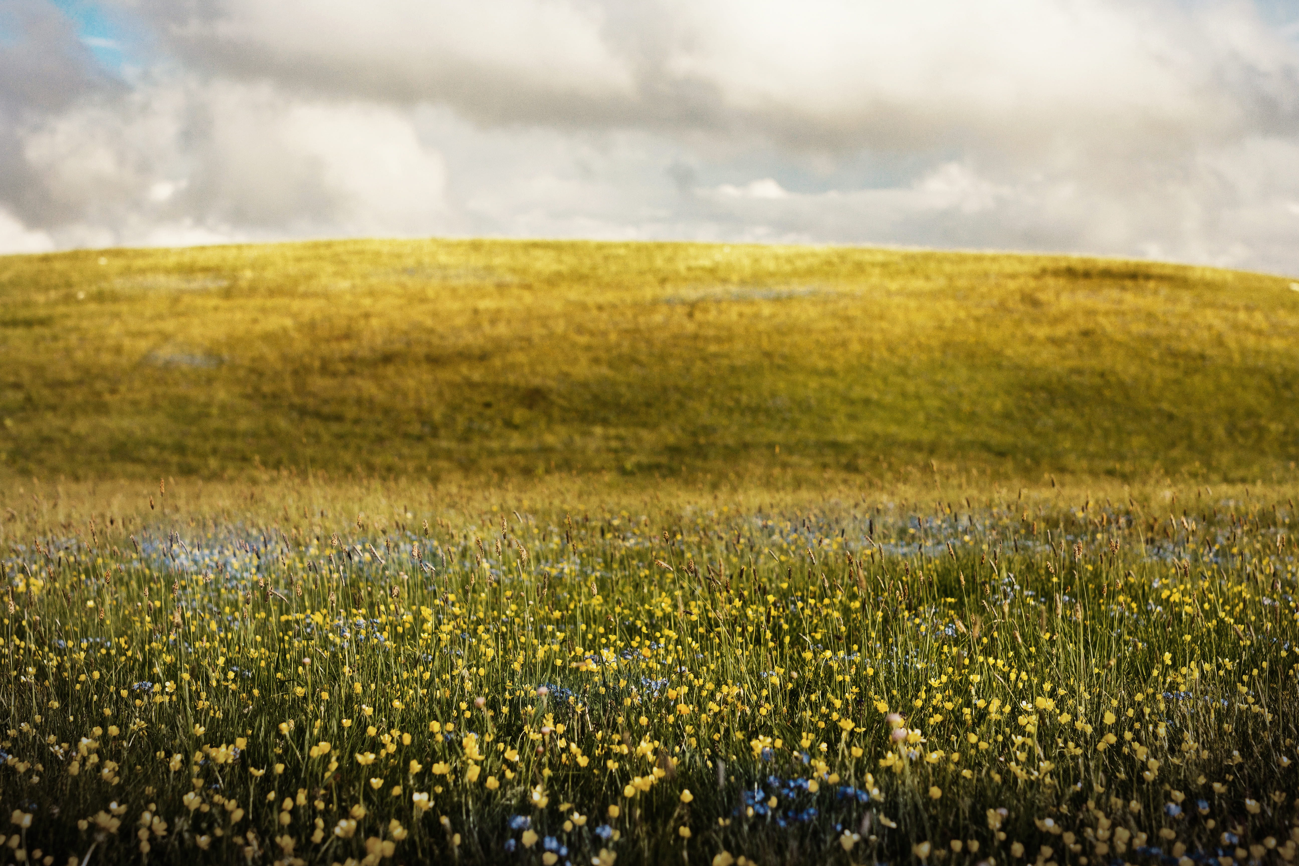 flower fields during daytime, plant, environment, landscape, cloud - sky
