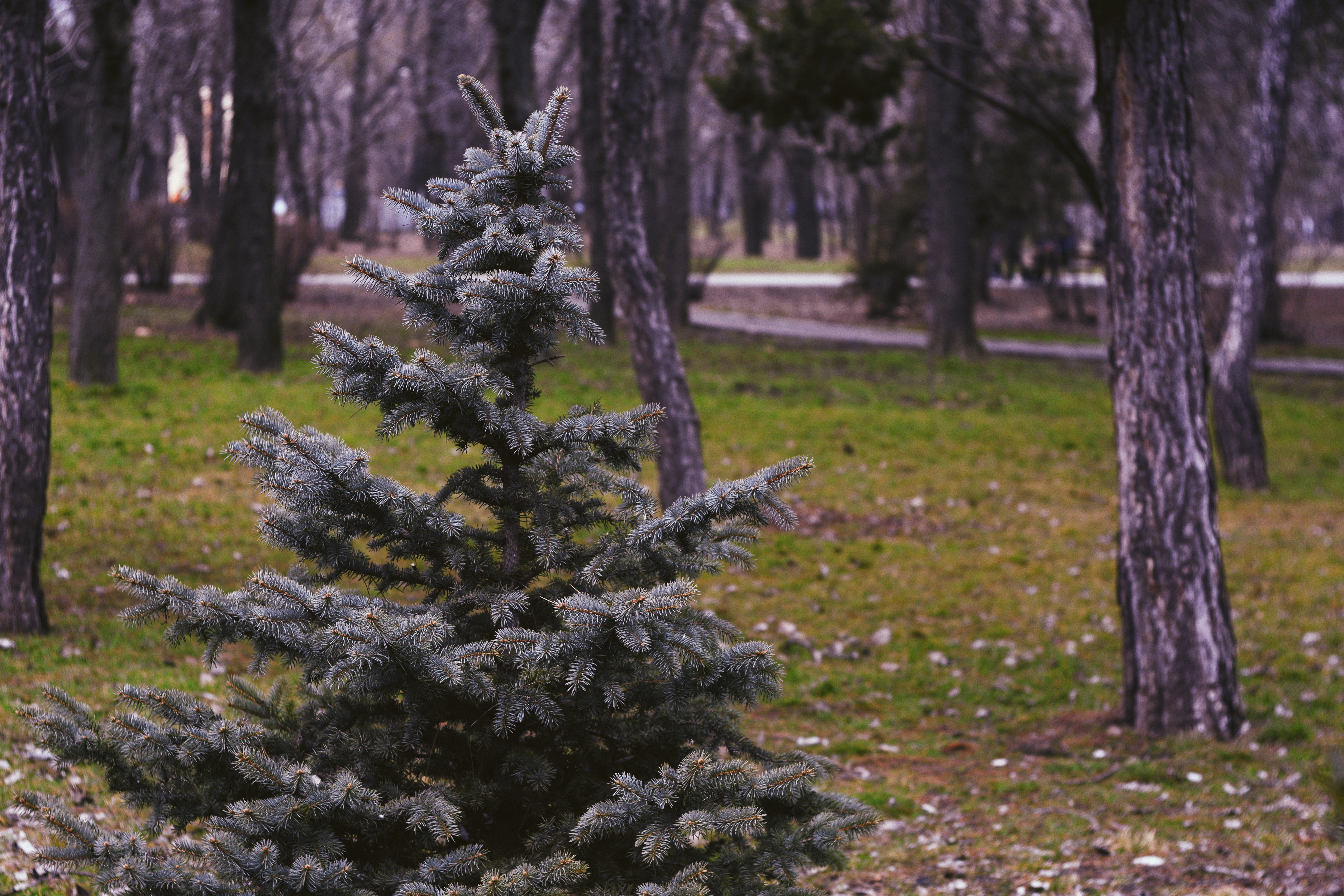 tree, trees, nature, vsco, national park, background, wallpaper