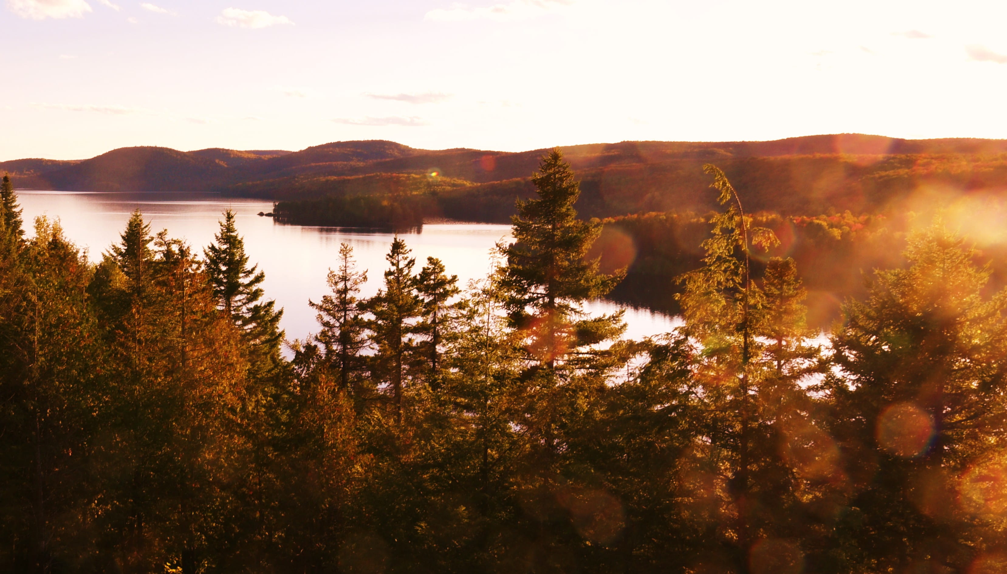 Green Leafed Trees, daylight, environment, forest, landscapes