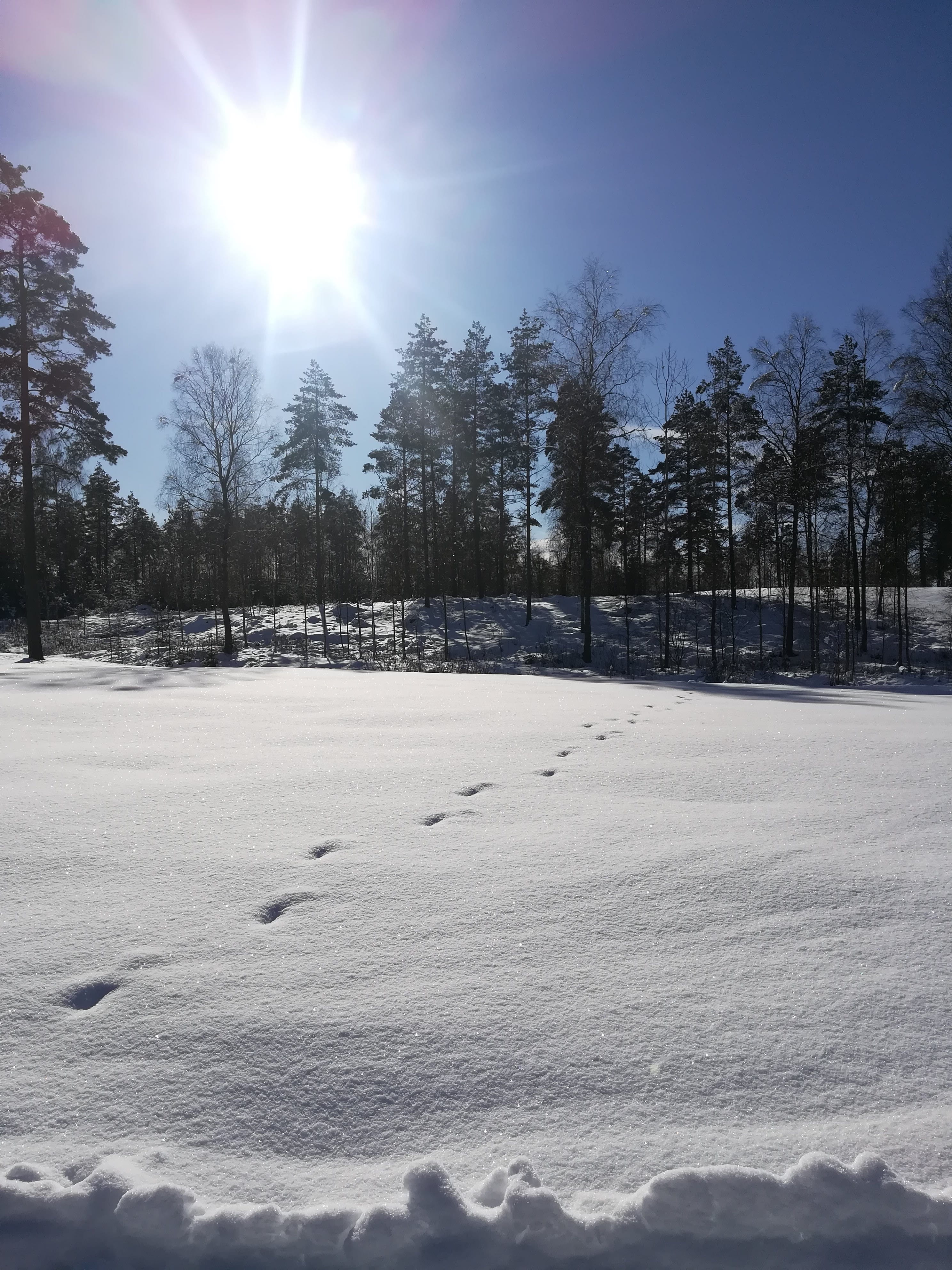 snow, track, winter, cold, nature, cold temperature, tree, sky