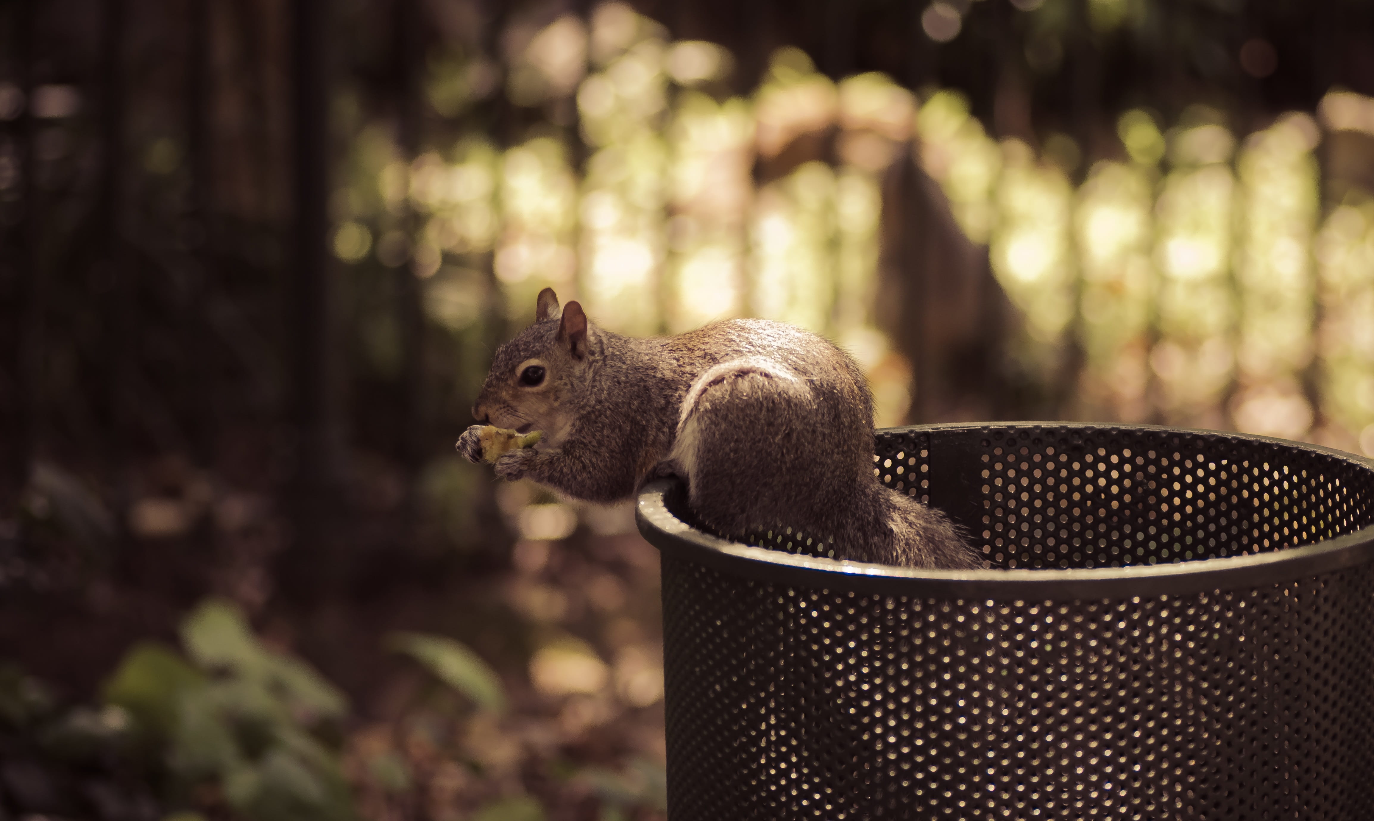 squirrel, dustbin, scavenging, park, outdoors, eating, foraging