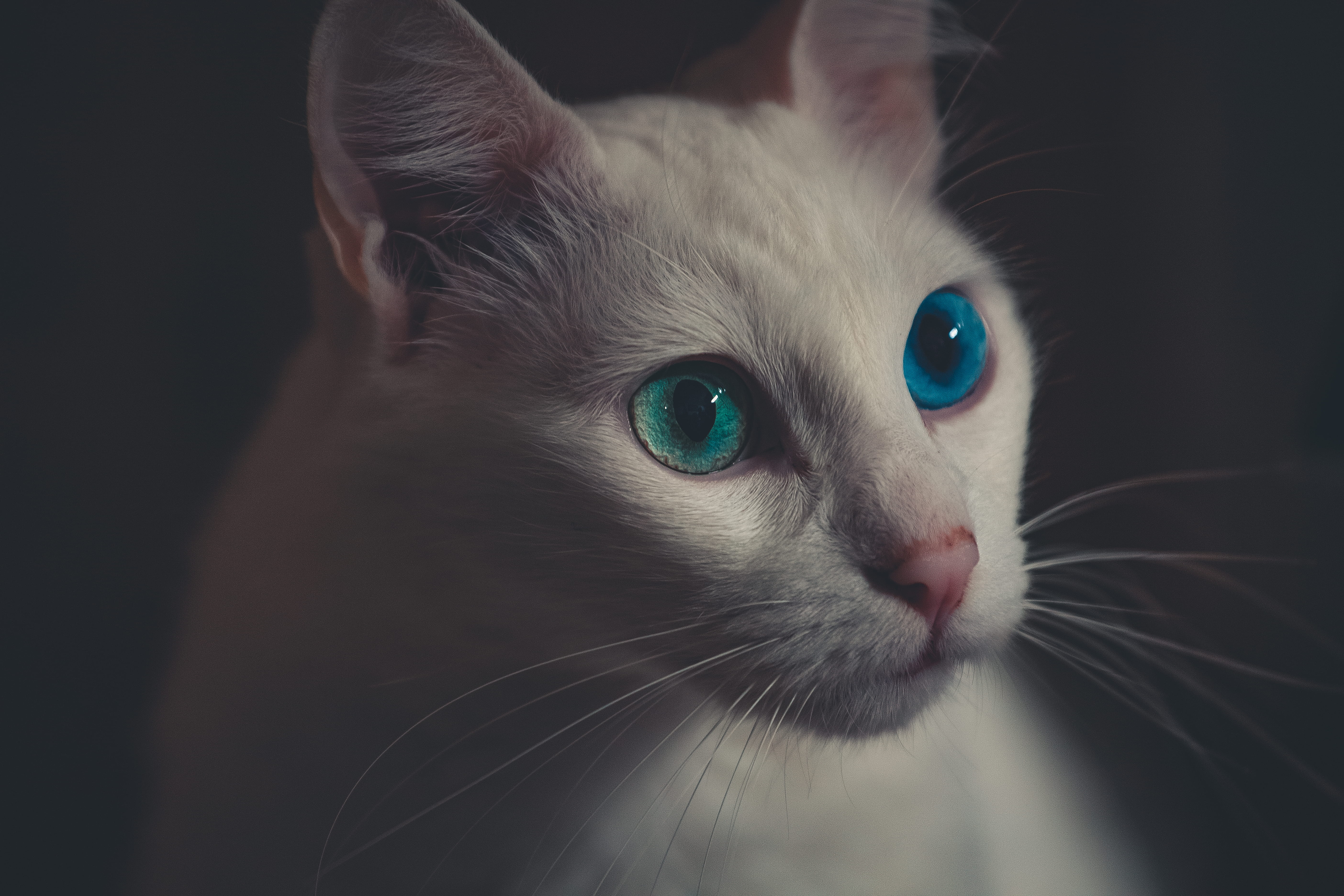 White Cat, adorable, animal, animal photography, close-up, curiosity