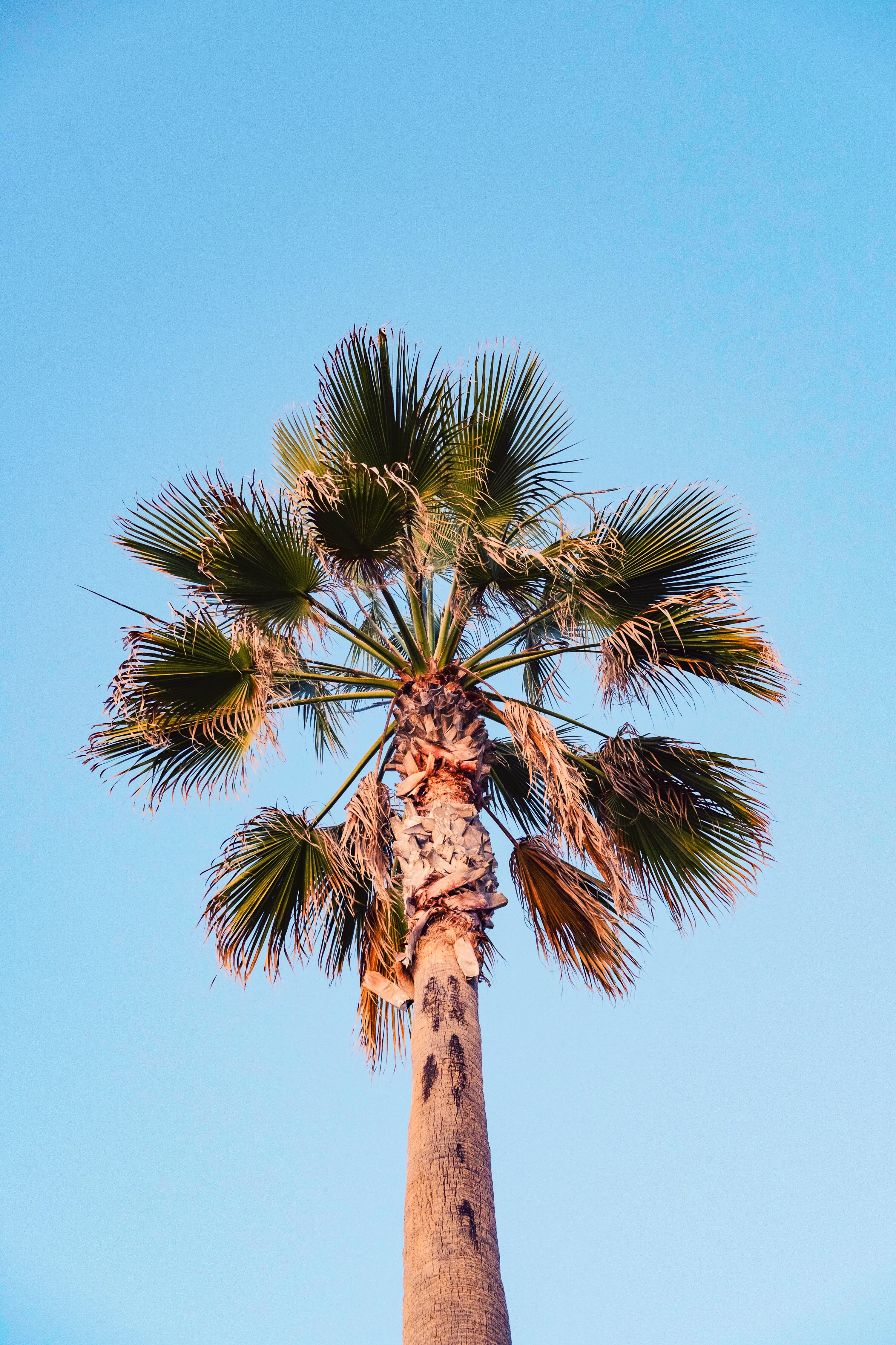 green-leafed tree, sky, low angle view, clear sky, palm tree