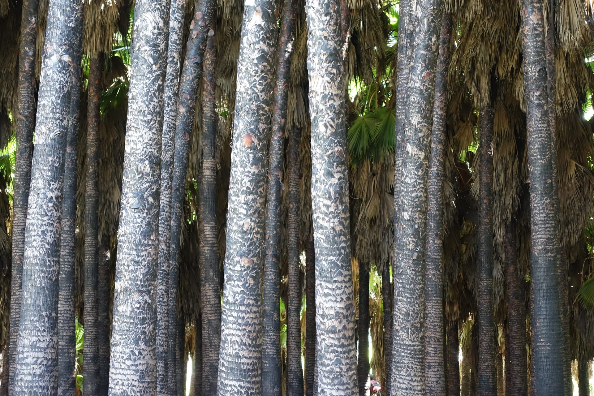 trees, full frame, no people, backgrounds, tree trunk, close-up