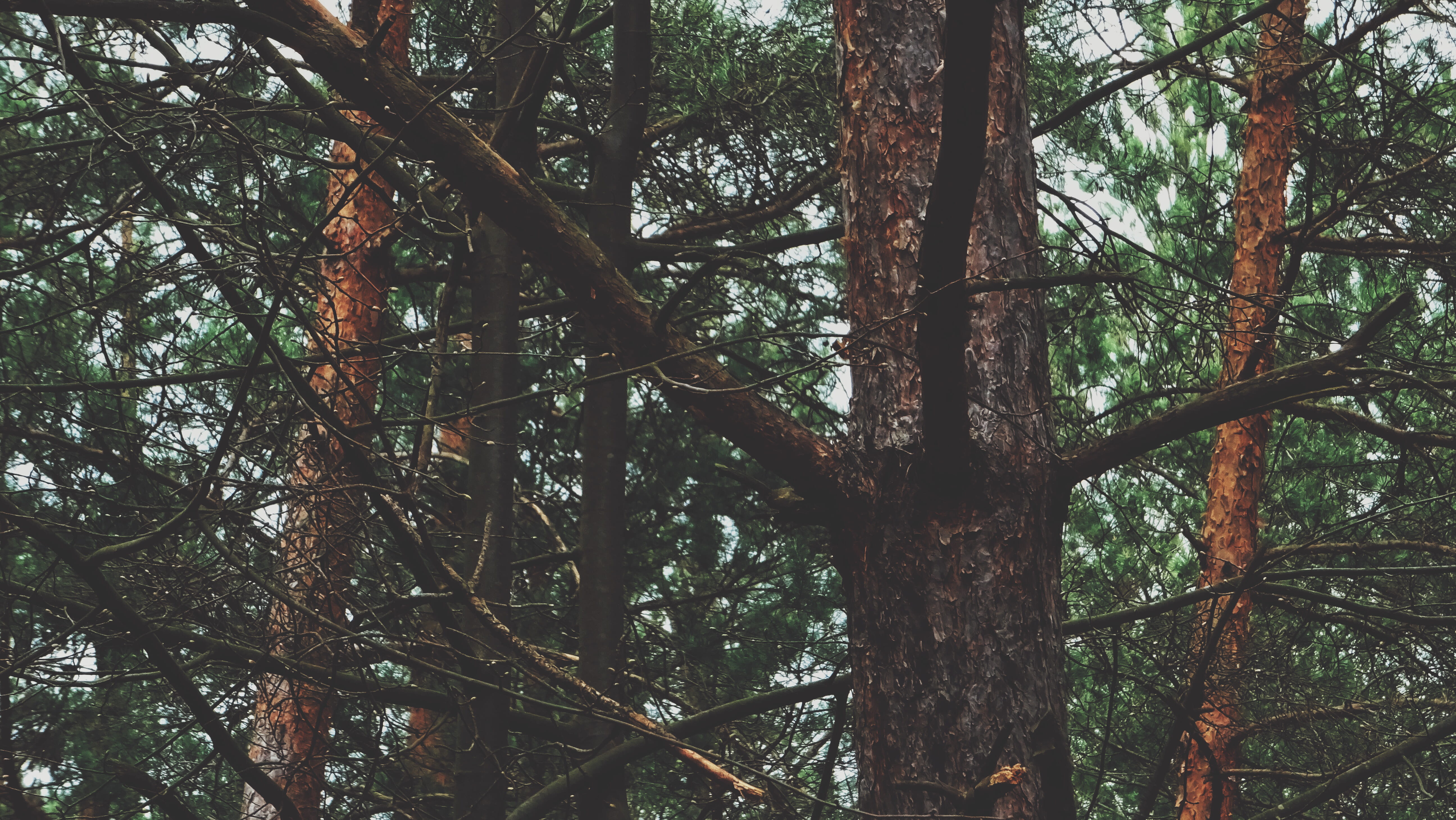 tree, forest, spring, plant, growth, tranquility, land, no people