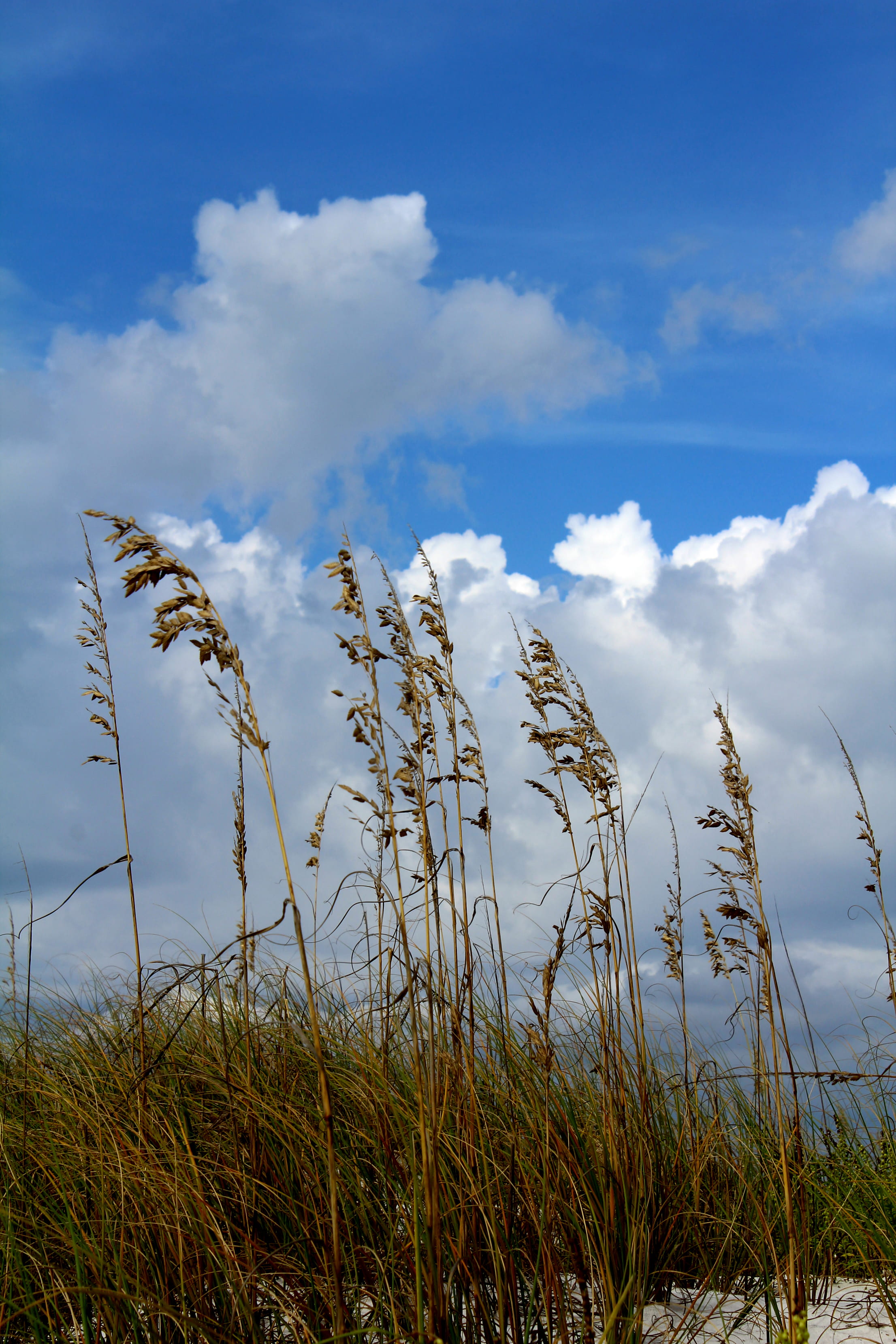pensacola beach, united states, sea oats, clouds, cloud - sky