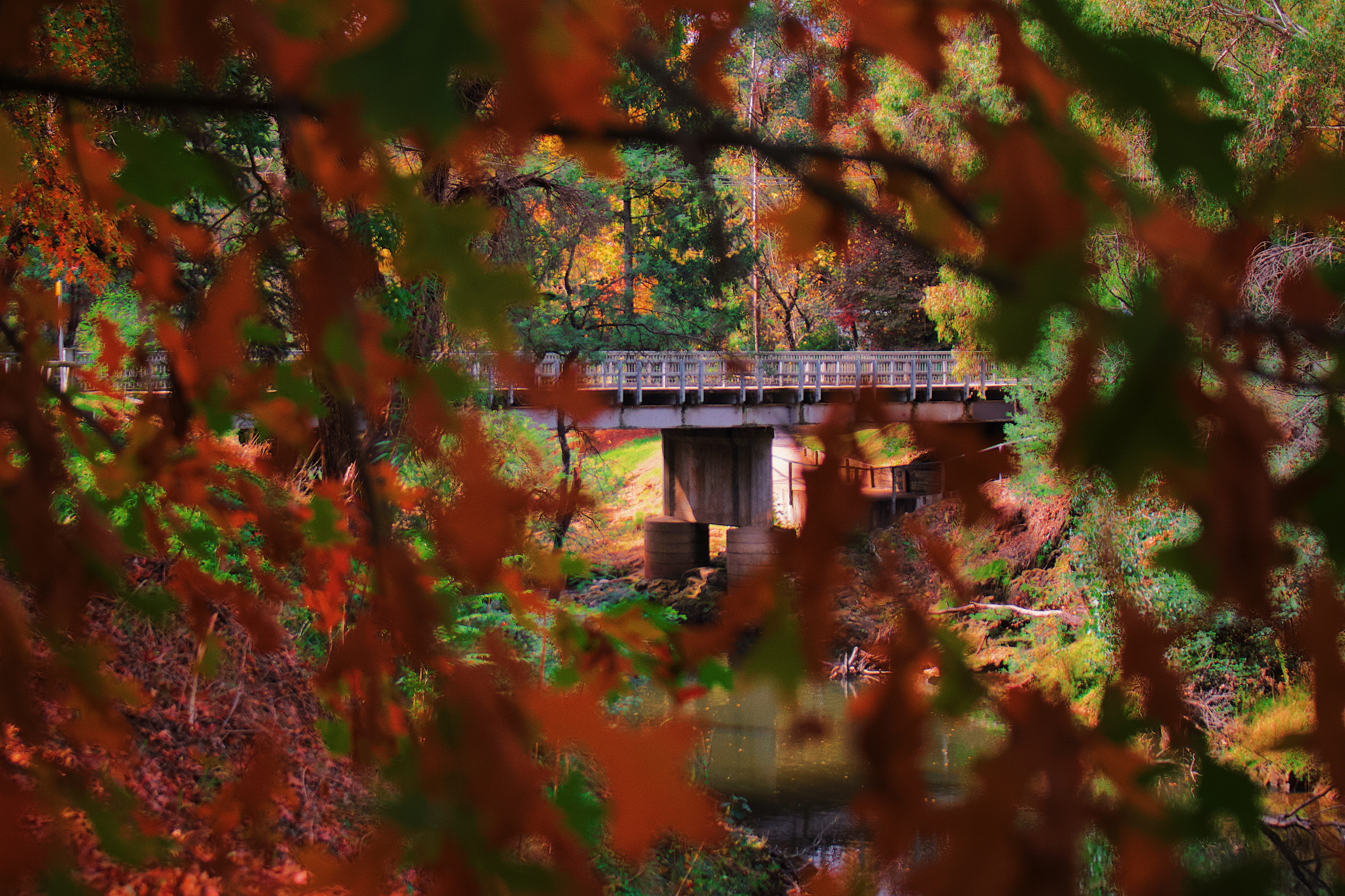 plant, leaf, tree, maple, tree trunk, outdoors, scenery, nature