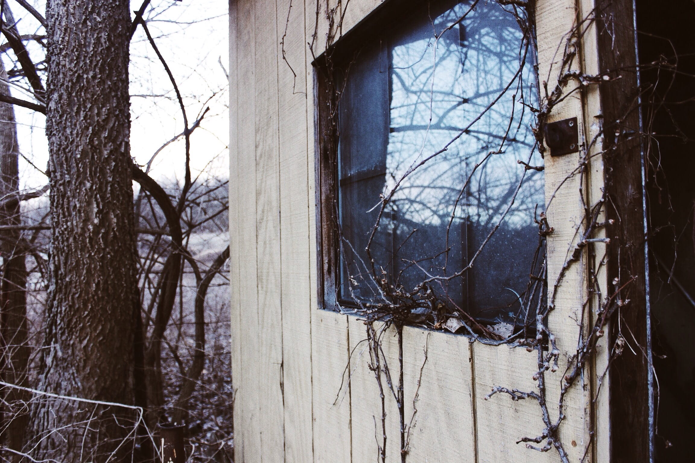 window, tree, bare tree, plant, architecture, built structure