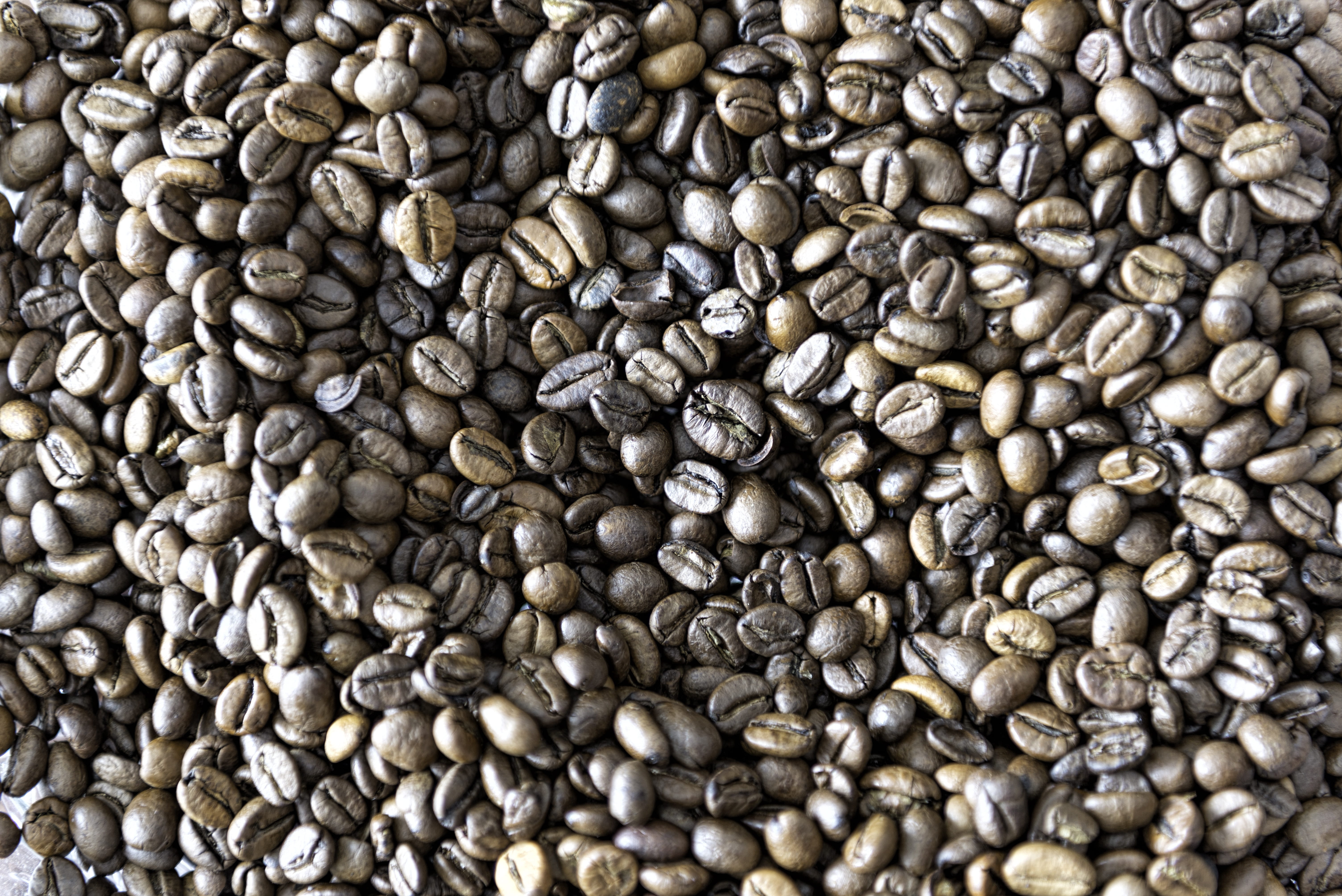 roasted coffee beans, java beans, rich flavour, rich aromatic