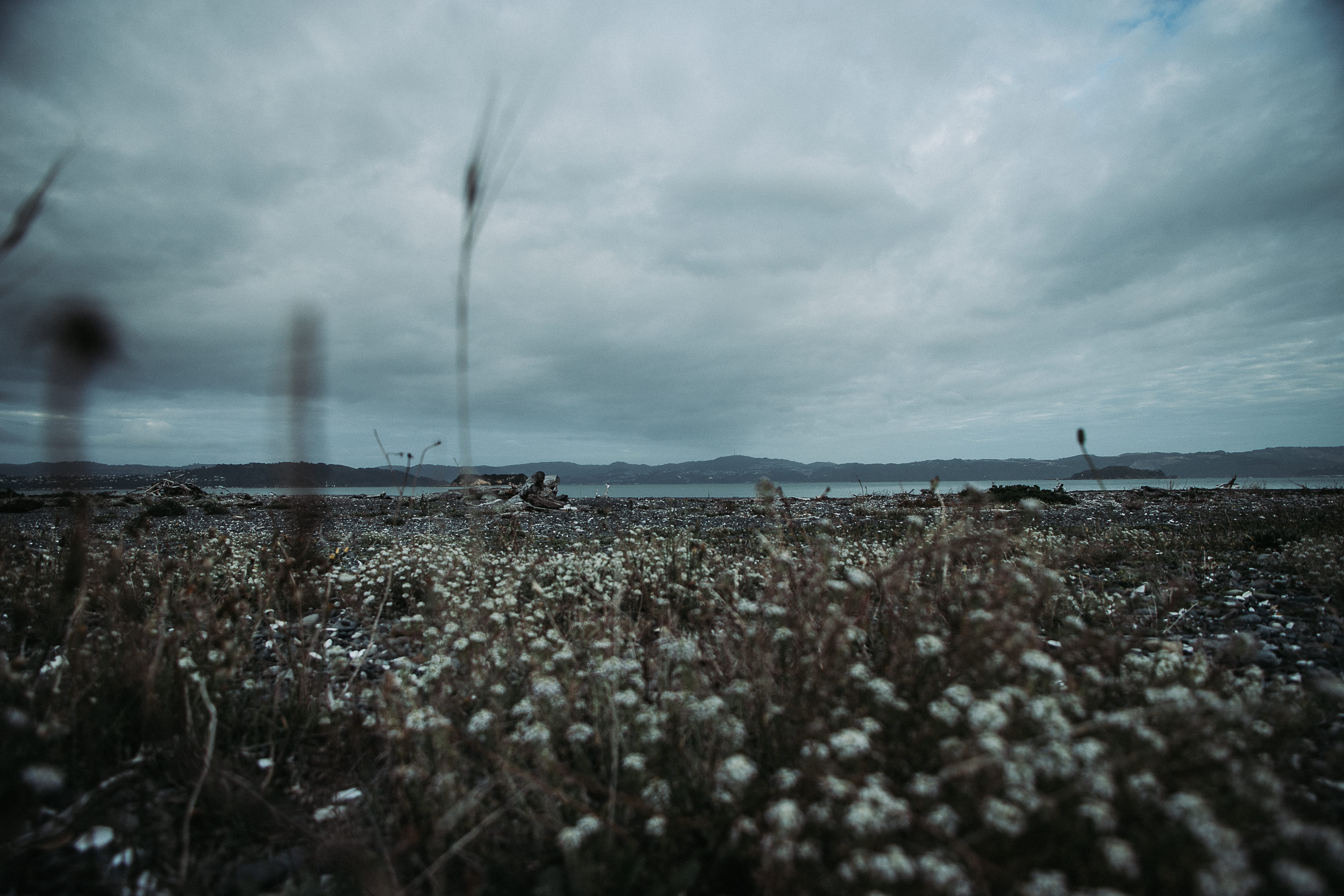 white petaled flower field, windy, cloudy, beach, landscape, cloud - sky