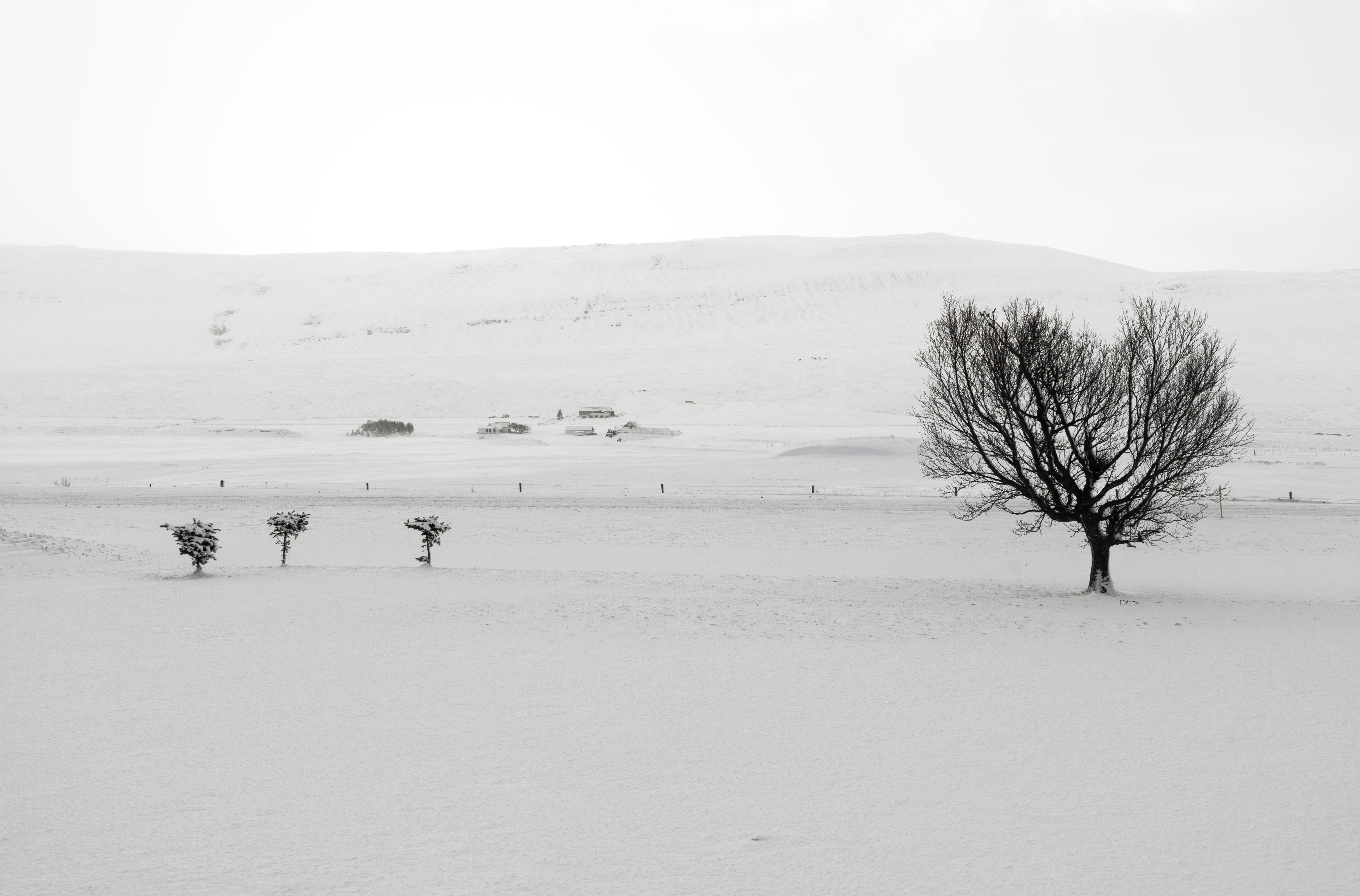 bare tree in snow fields during daytime, soil, nature, outdoors