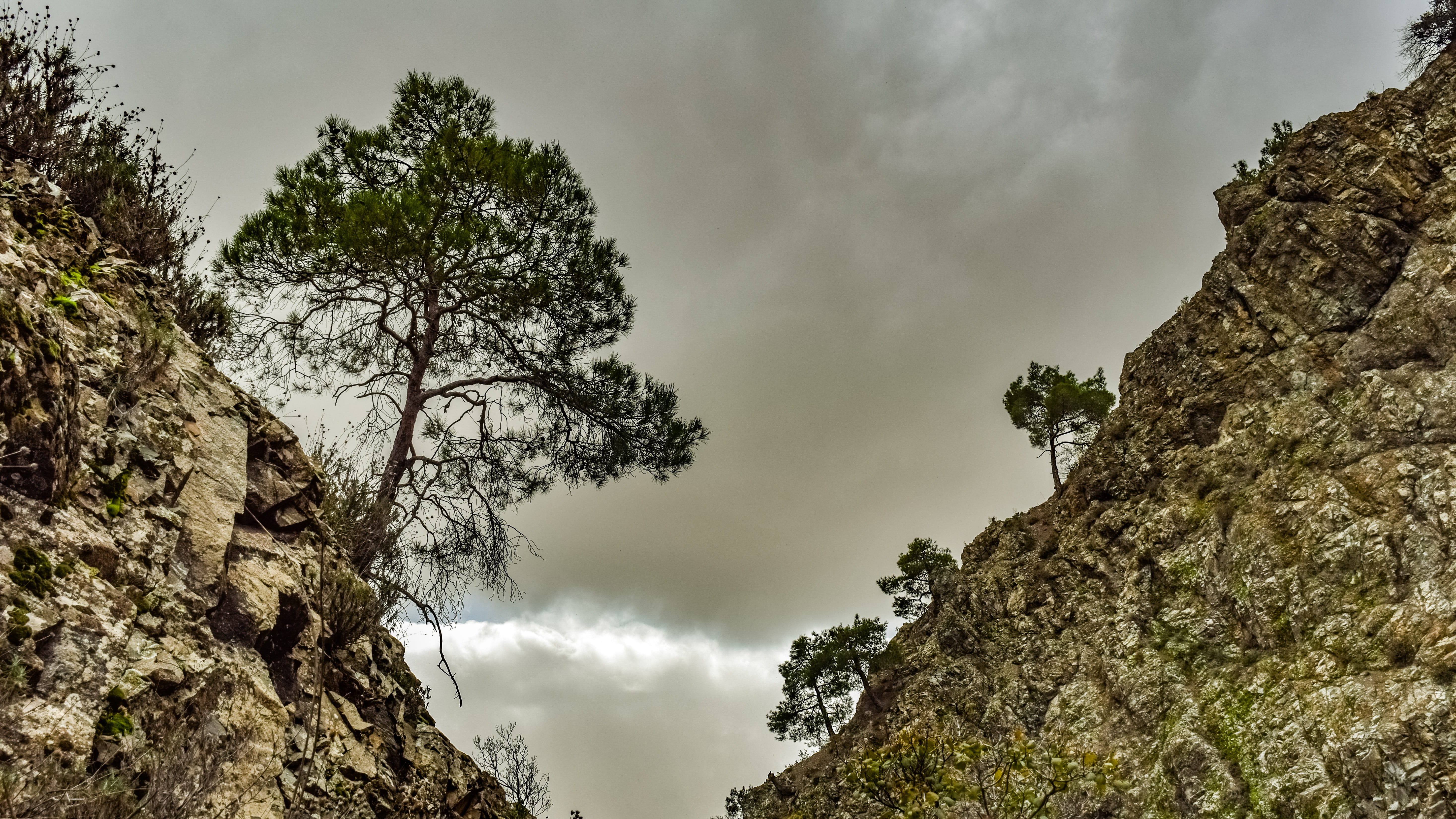 trees, mountain, gorge, cliffs, nature, wilderness, survival