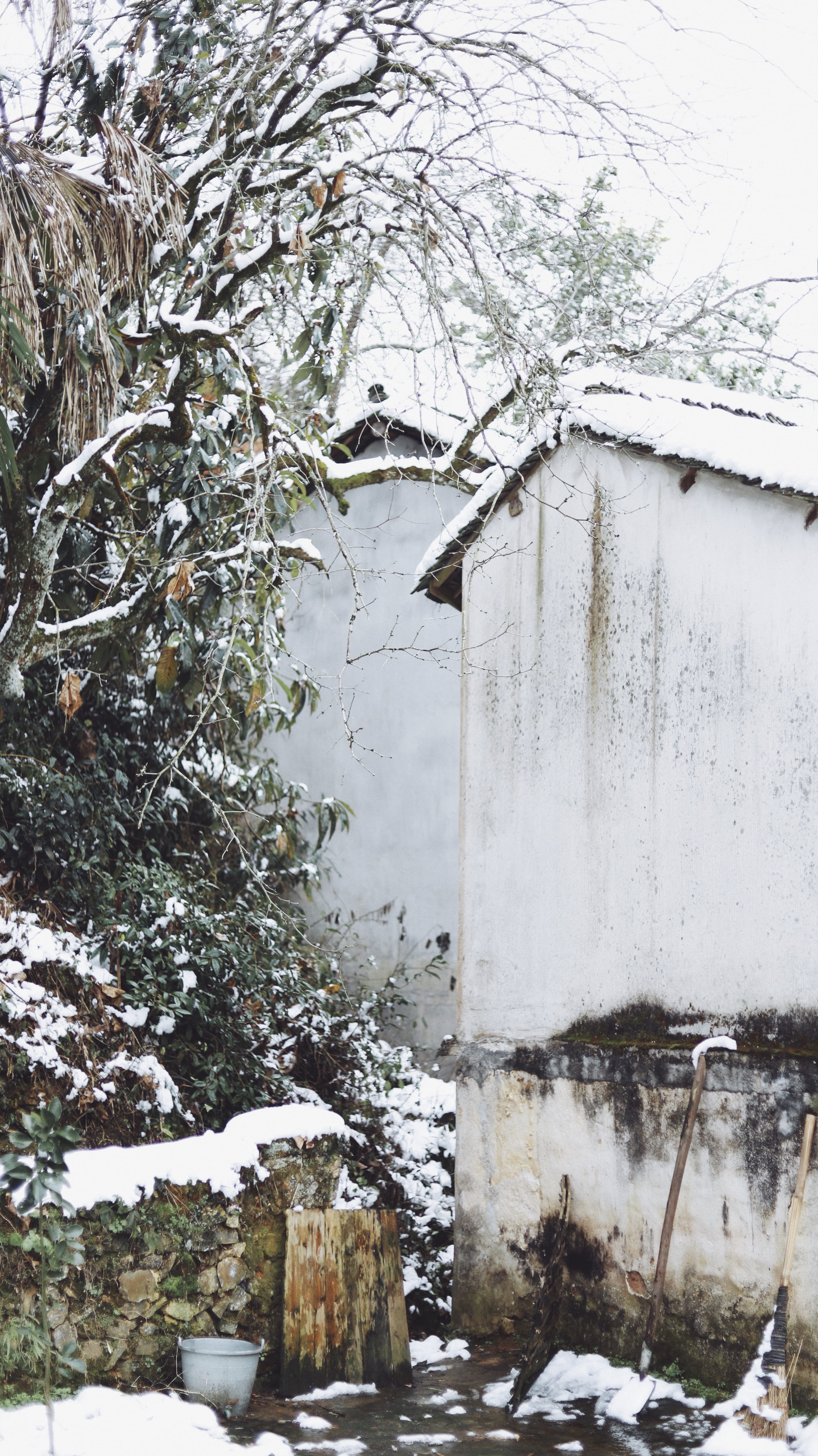 withered tree covered with snow, cold temperature, winter, plant