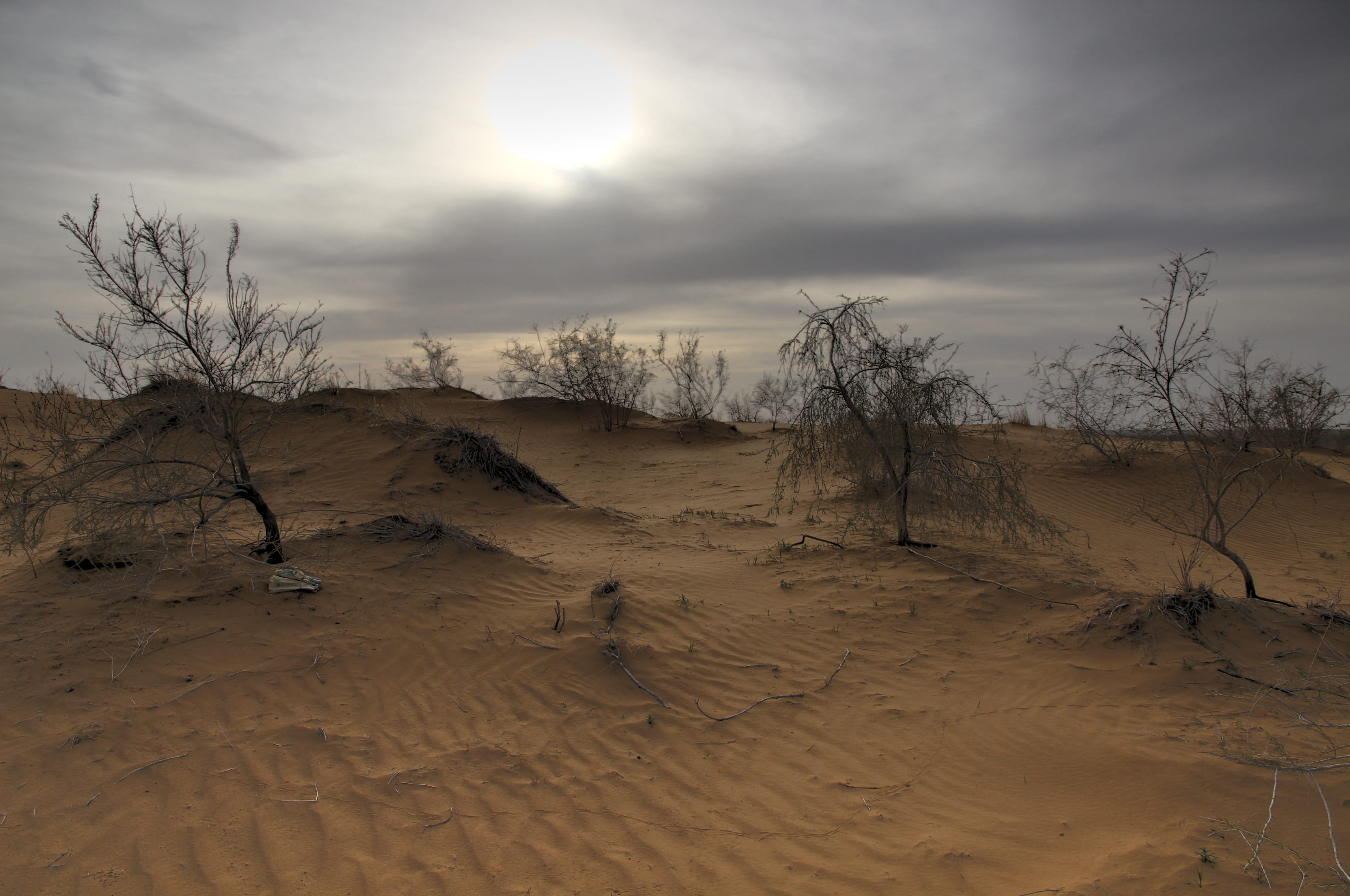 desert, sky, land, tree, environment, tranquility, cloud - sky