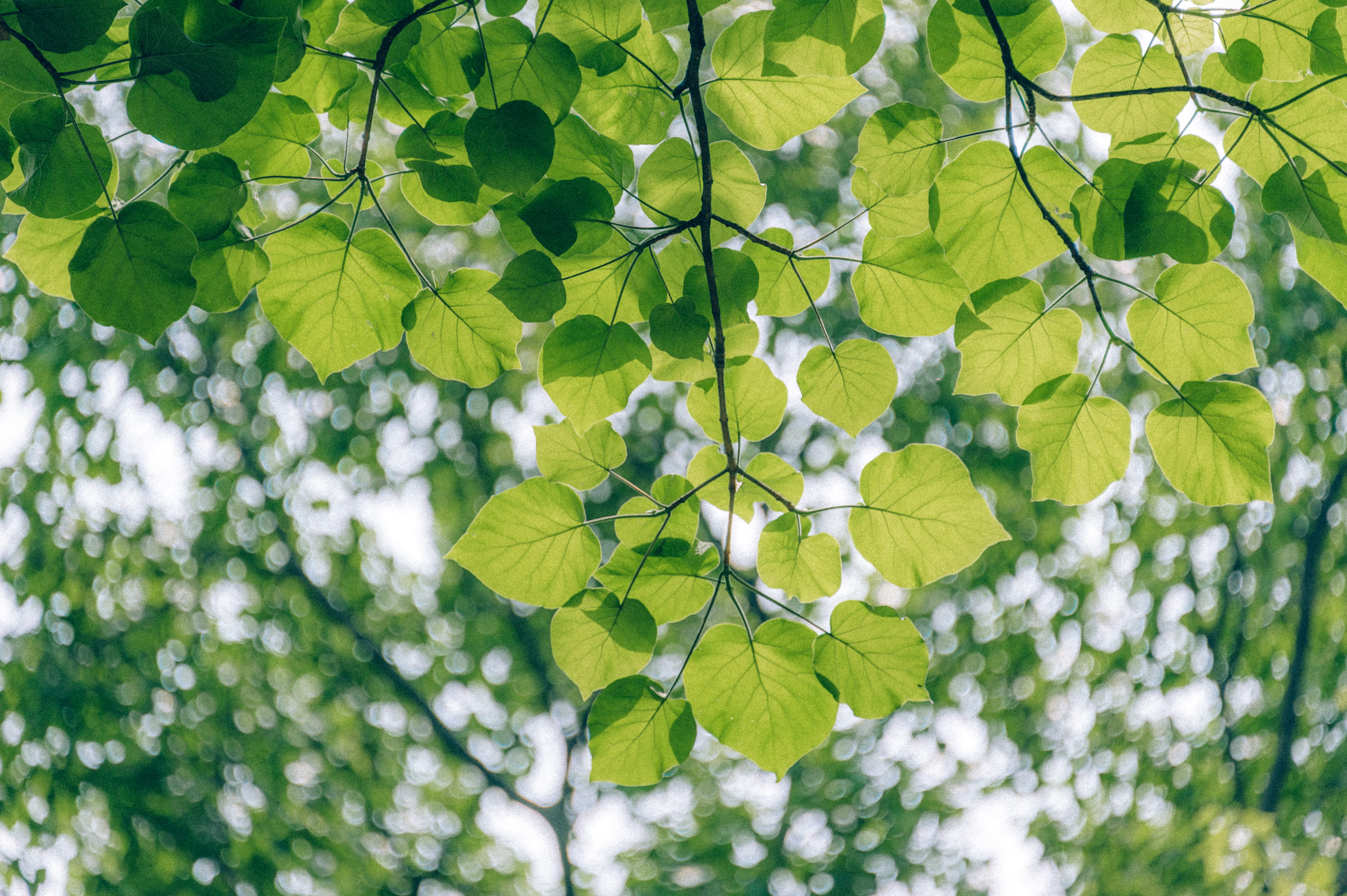 Green Leaf Tree, branch, bright, ecology, environment, flora