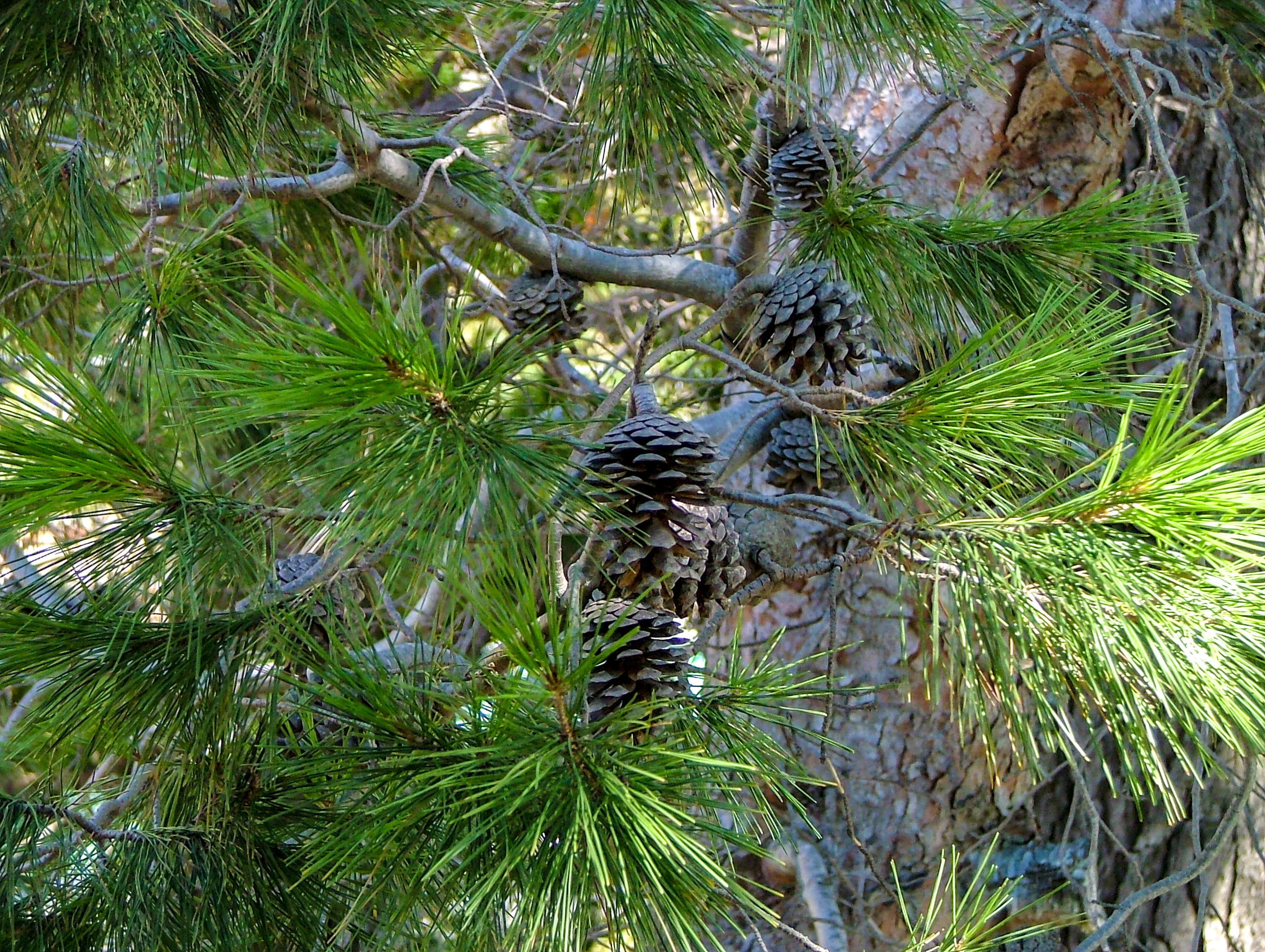 pine cone, pine tree, pine cones on tree, pine needle, pine needles