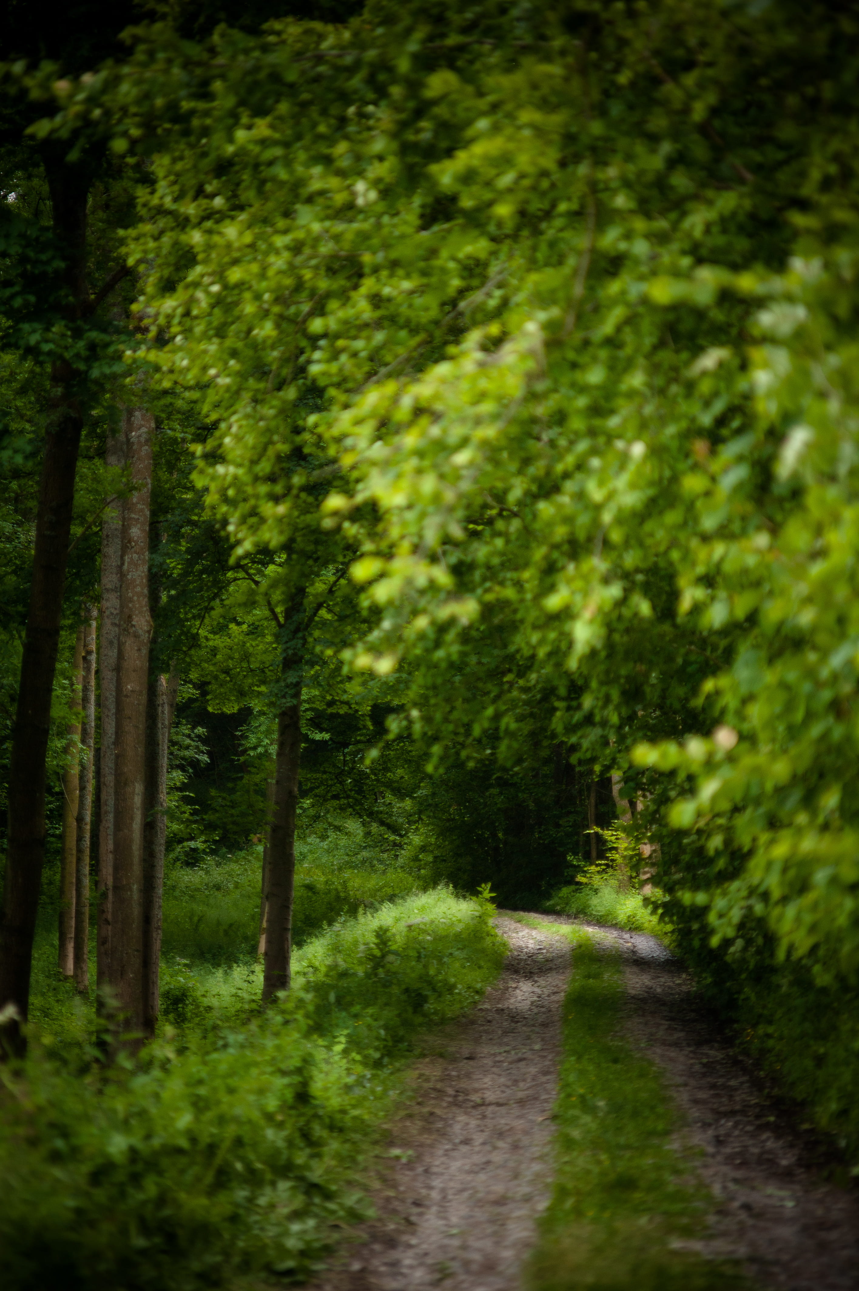 path, forest, trees, summer, rocky path, hiking, plant, direction