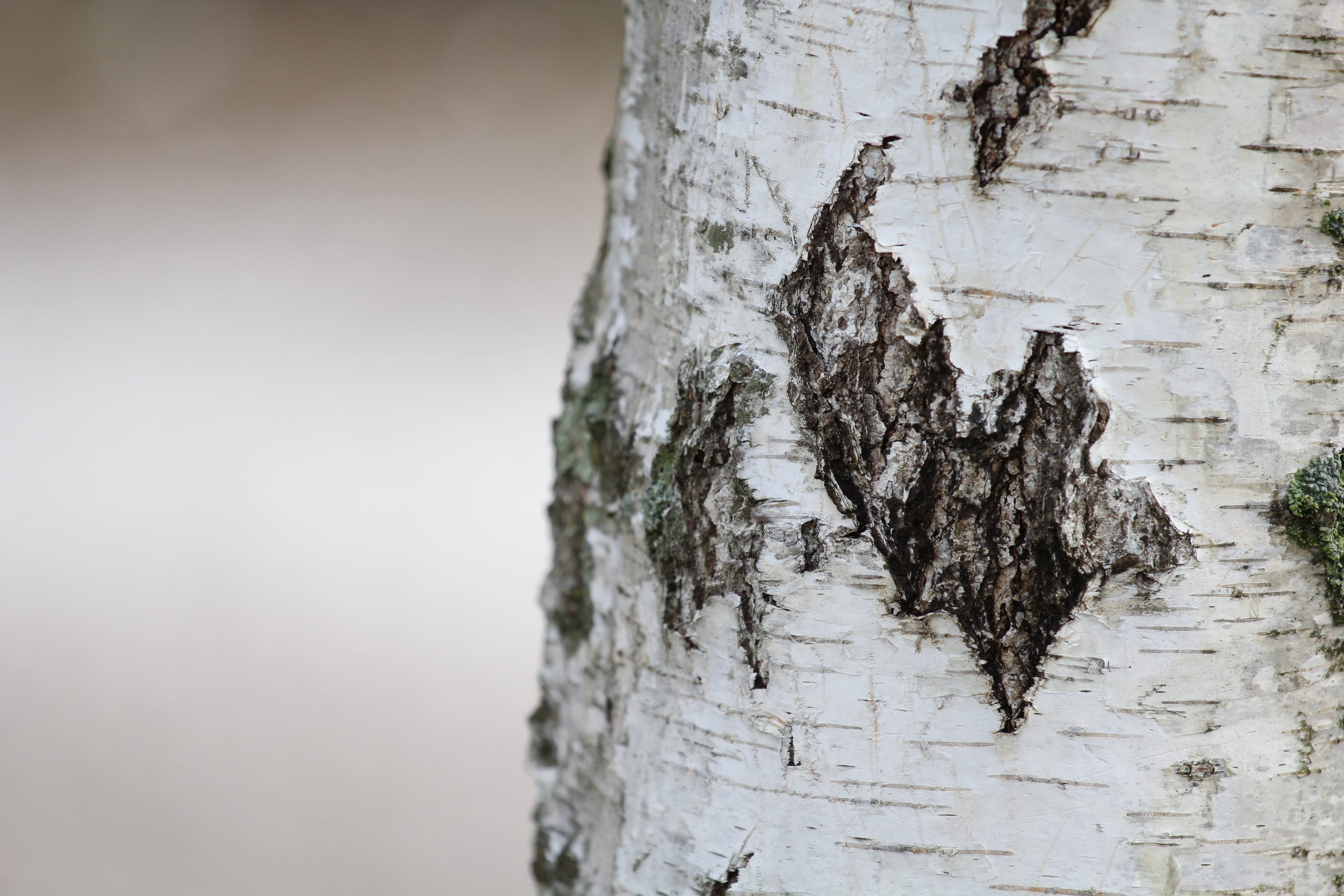 Tree Trunk, close-up, tree bark, textured, rough, plant bark