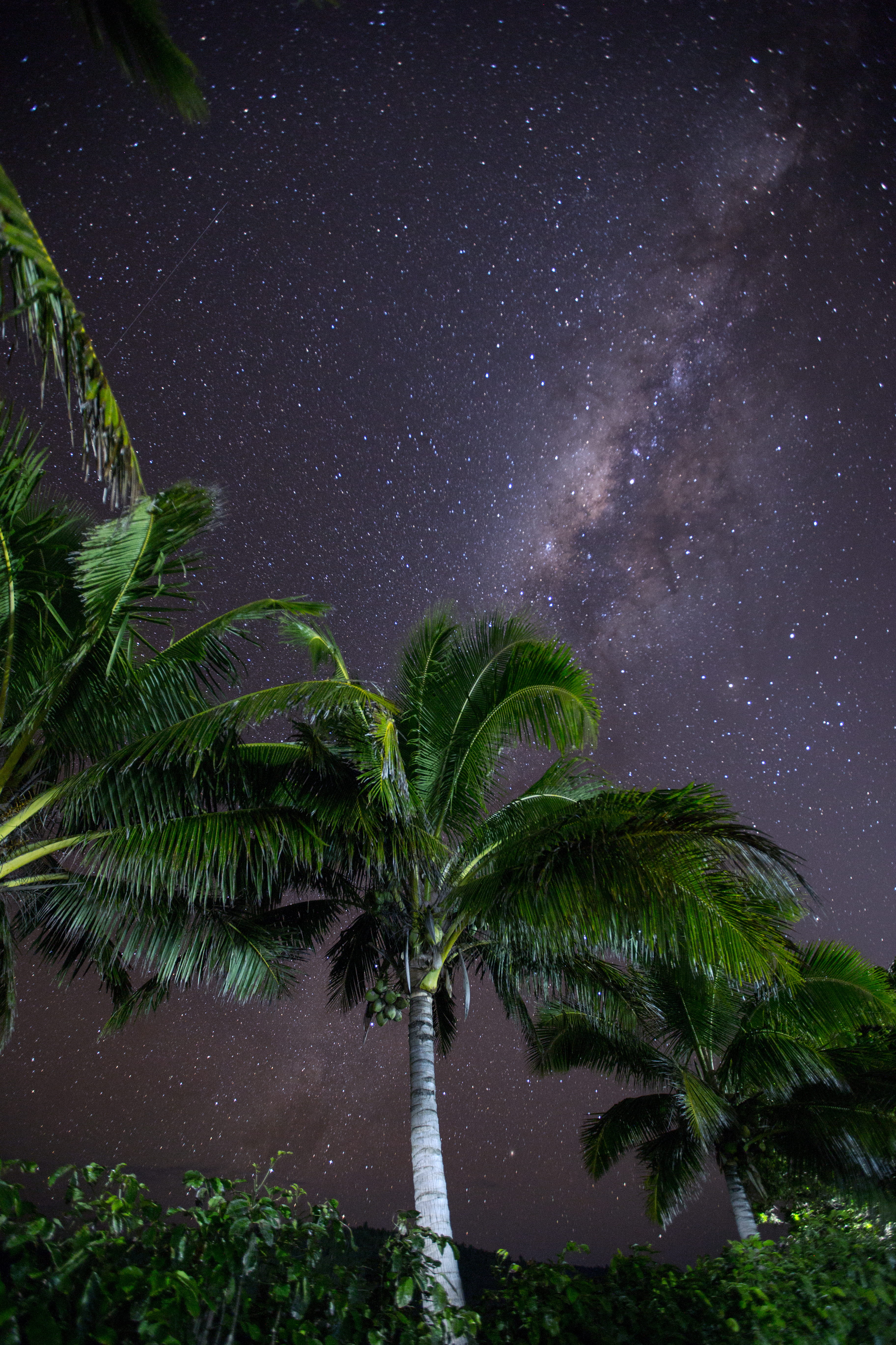 tonga, astro, night, tropical, coconut, palm, milky way, star - space