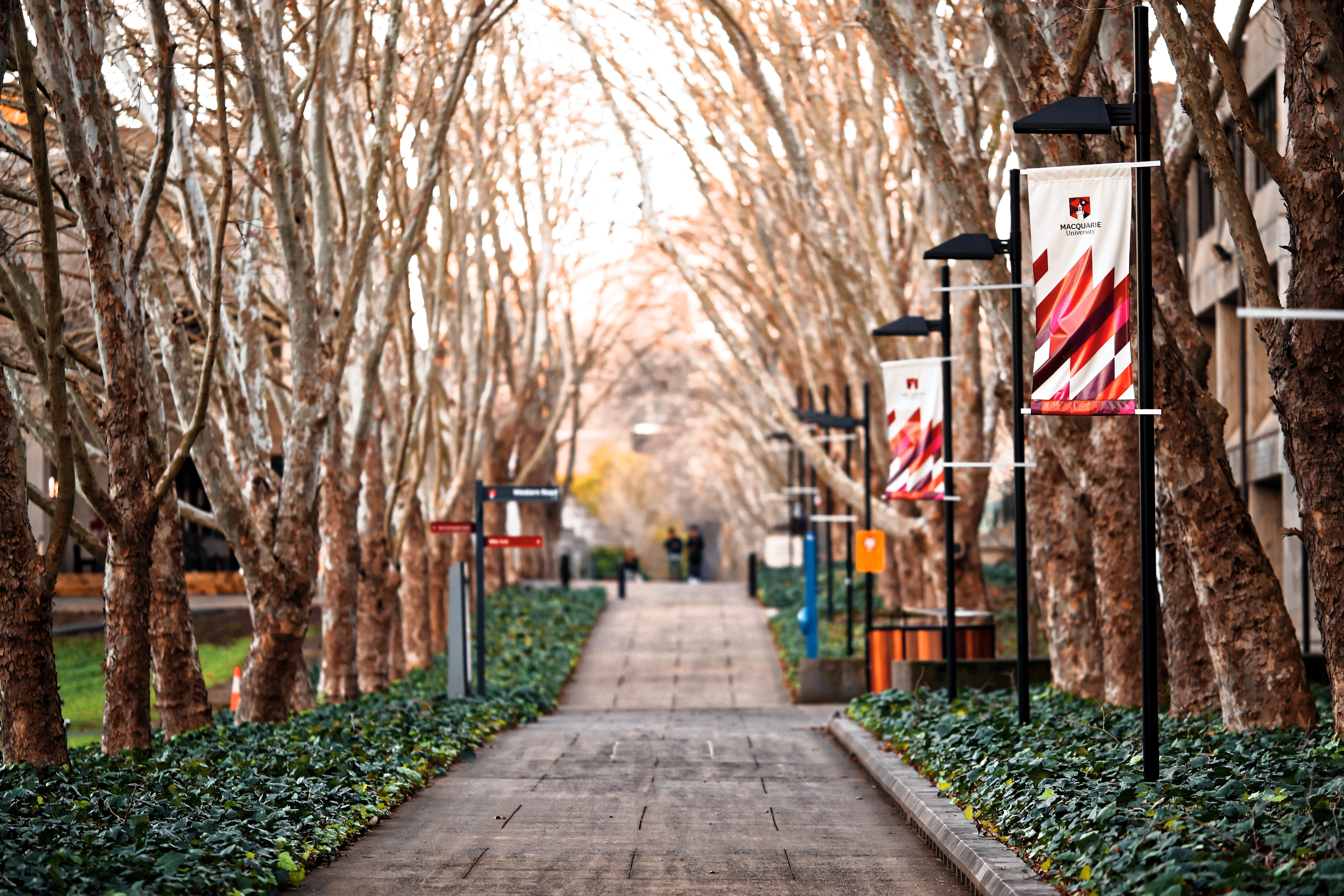 empty road surrounded by tree, plant, the way forward, direction