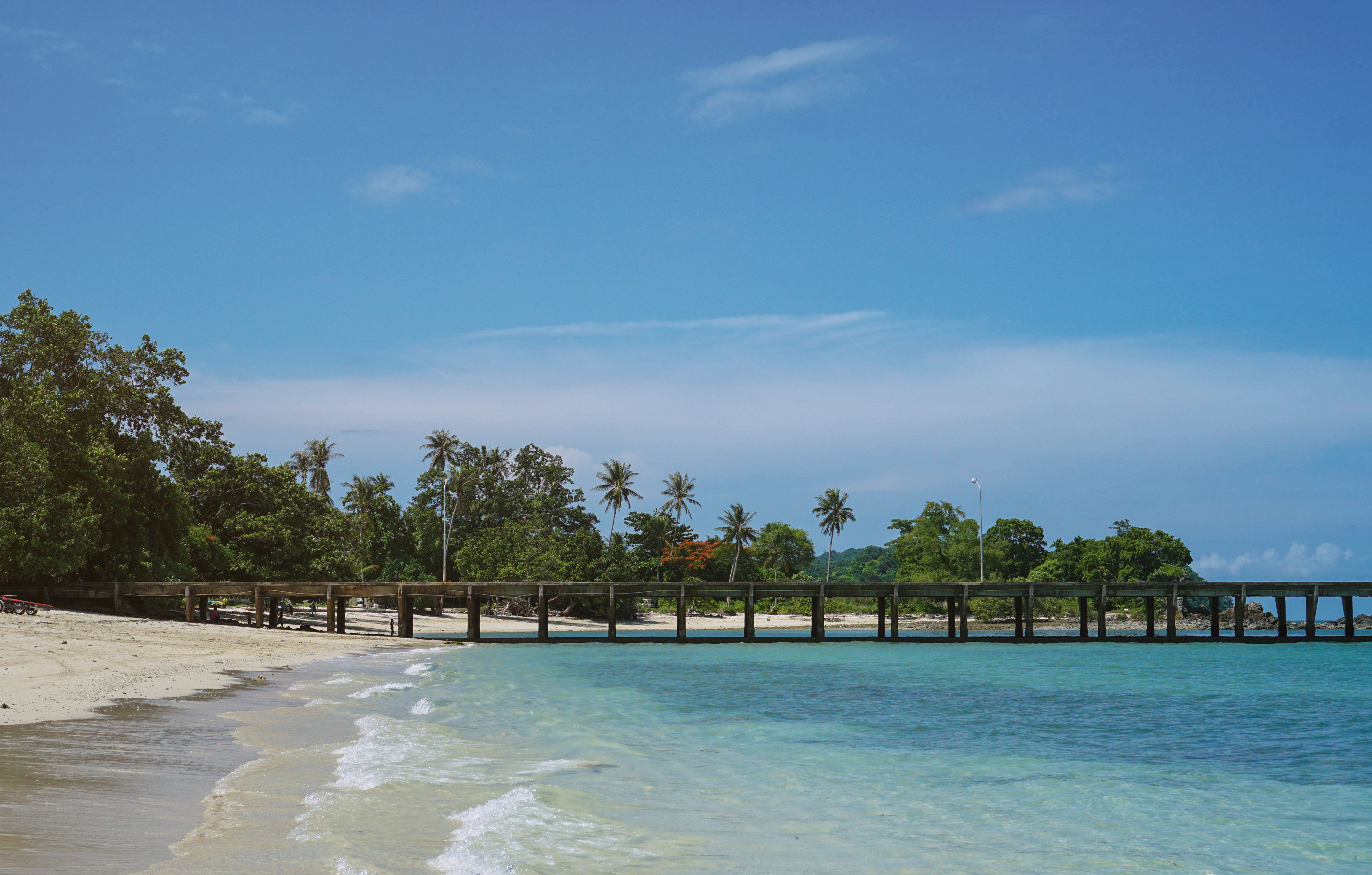 summer, vibes, chill, beach, coconut tree, water, sky, plant