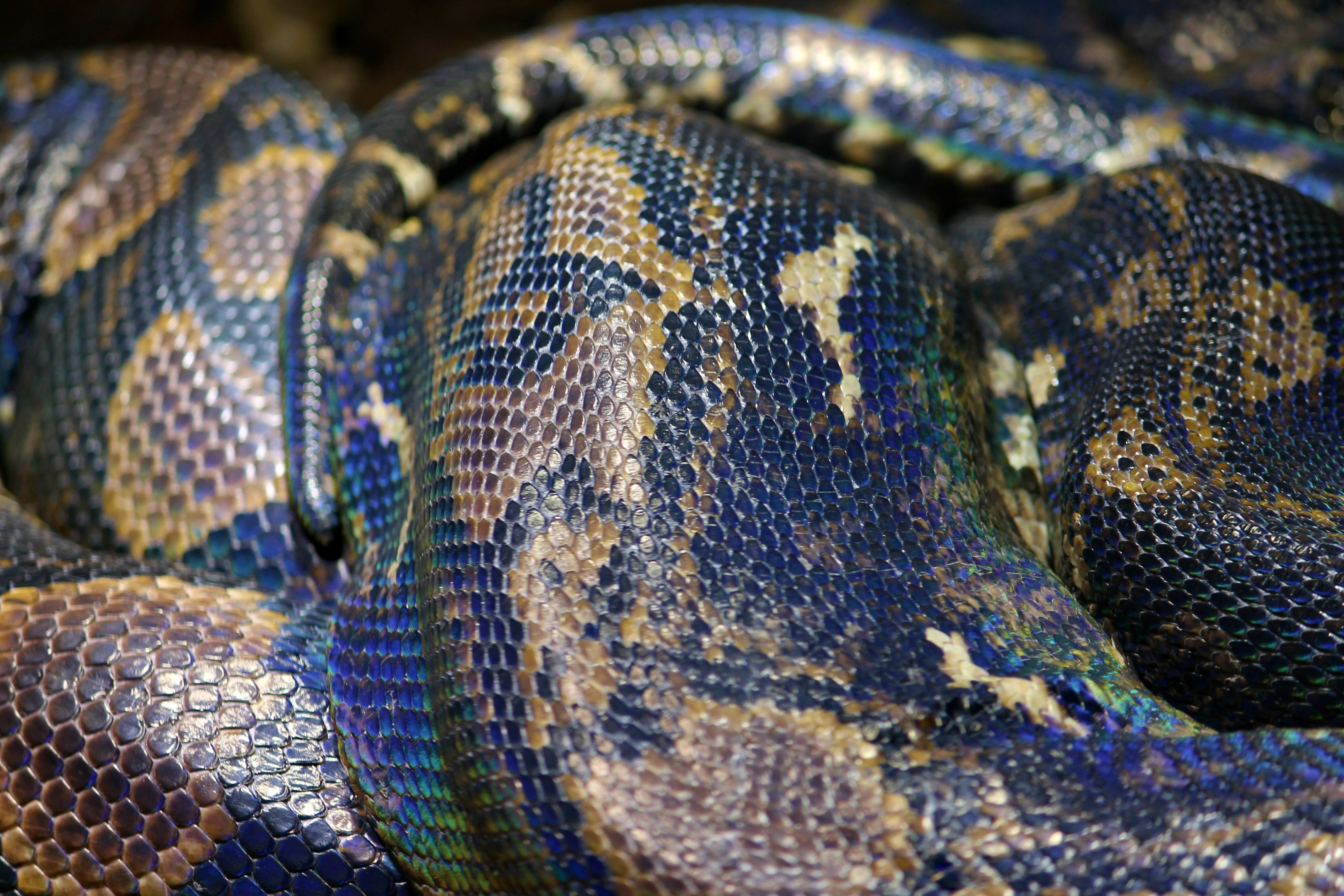snake skin, python, net python, reptile, predator, nature, dangerous