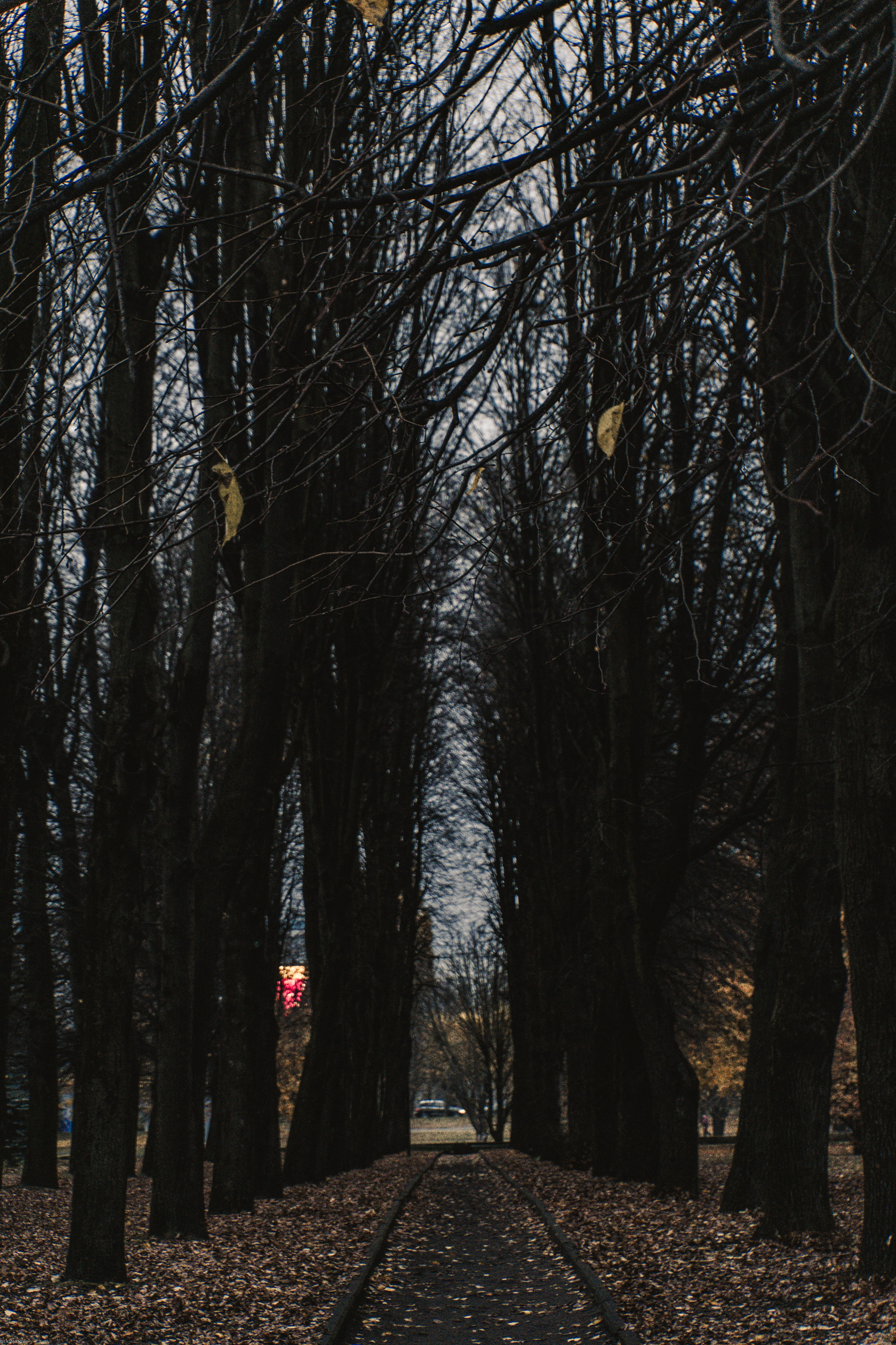 pathway between trees during daytime, plant, tree trunk, road