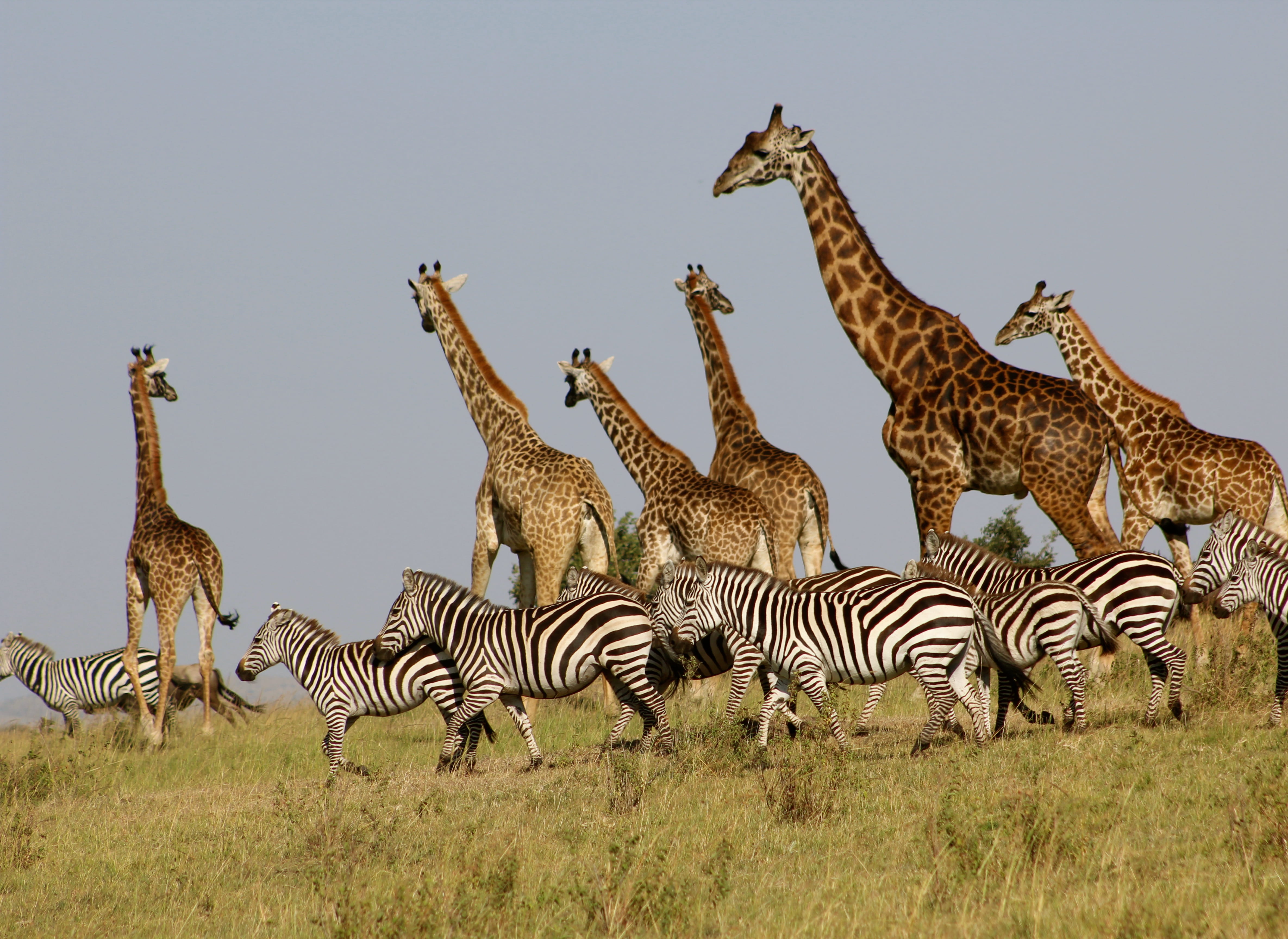 group of giraffes and zebras, mammal, wildlife, animal, outdoors