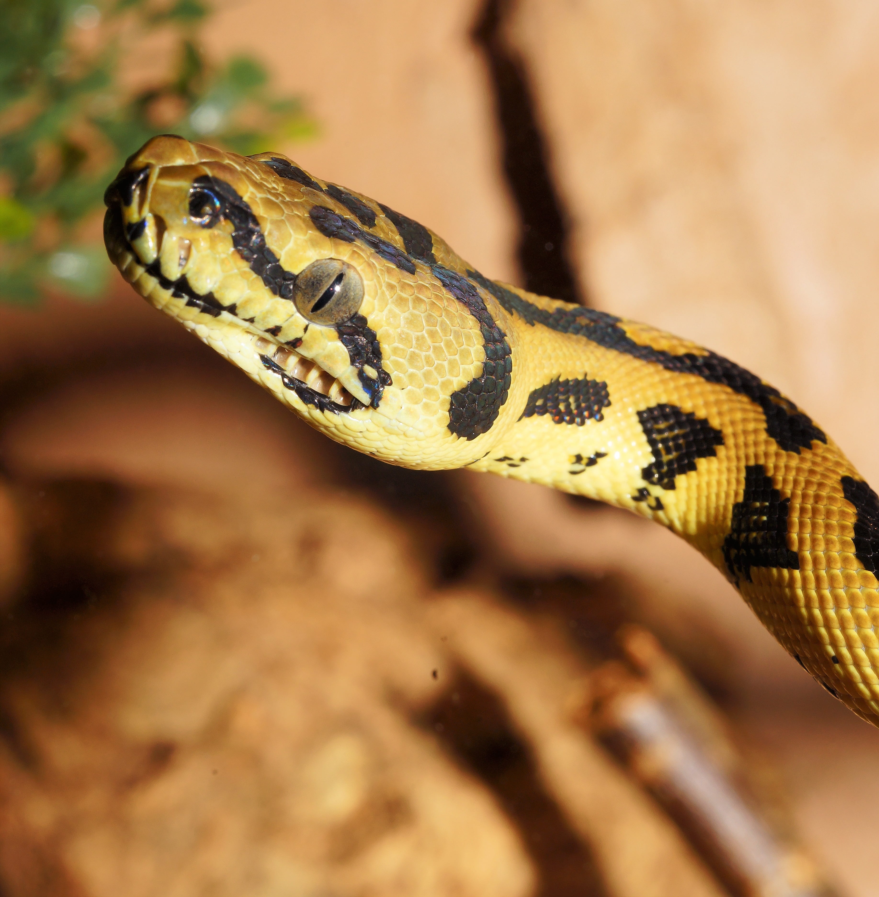 snake, reptile, python, diamond python, carpet python, constrictor