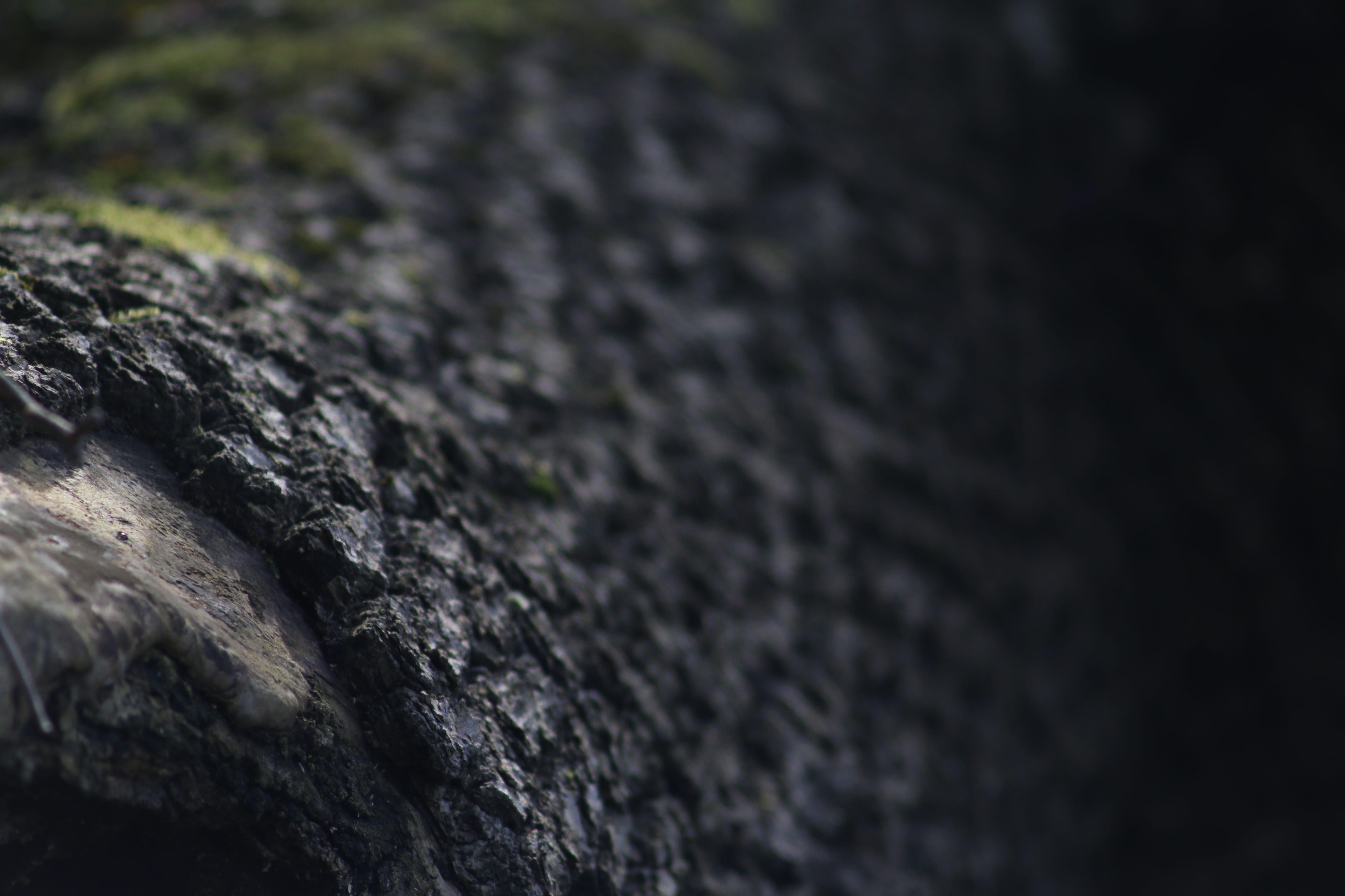 tree, forest, dark, bark, wood, nature, black, wild, selective focus