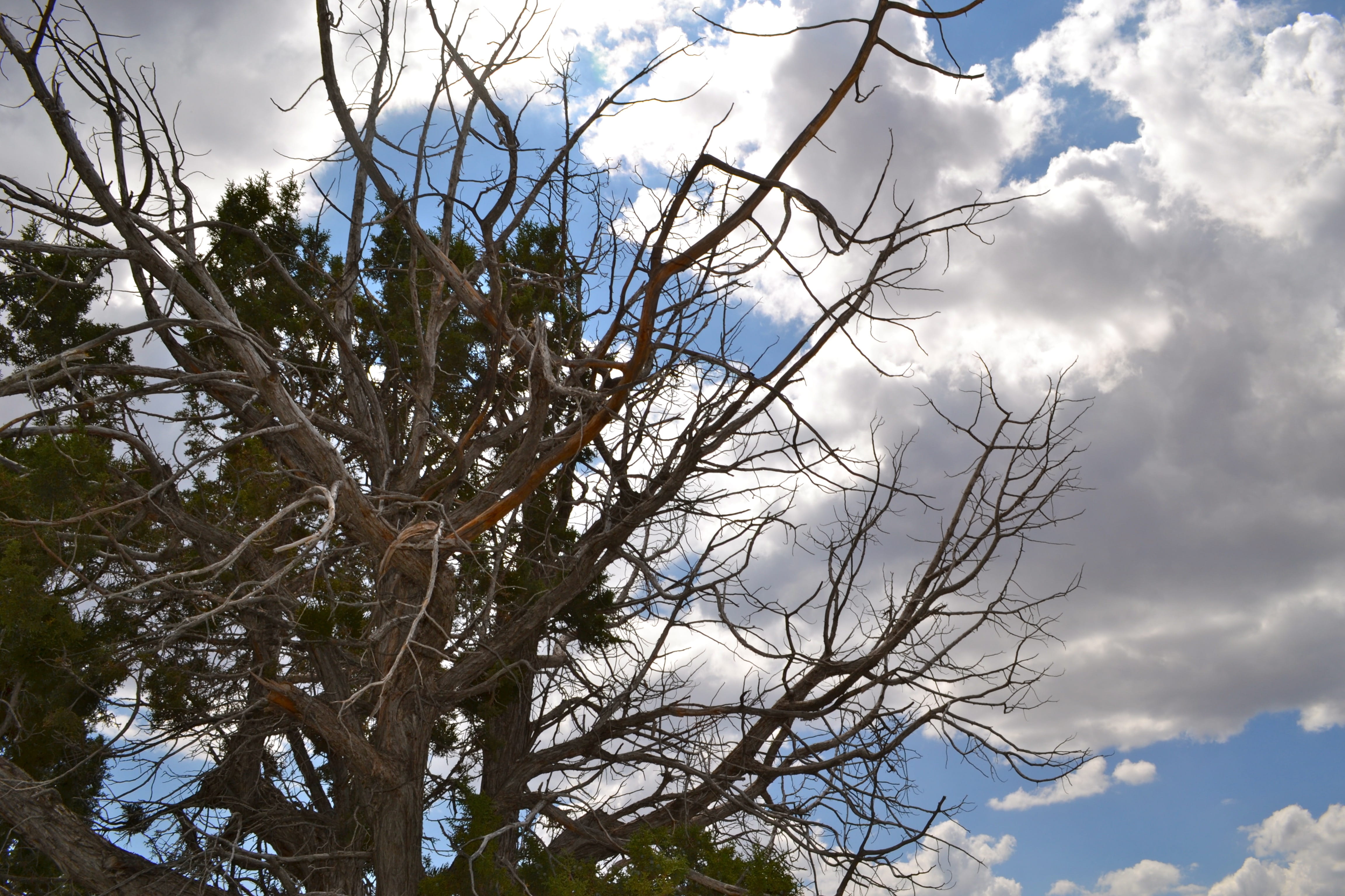 tree, clouds, sky, cloud - sky, plant, branch, low angle view