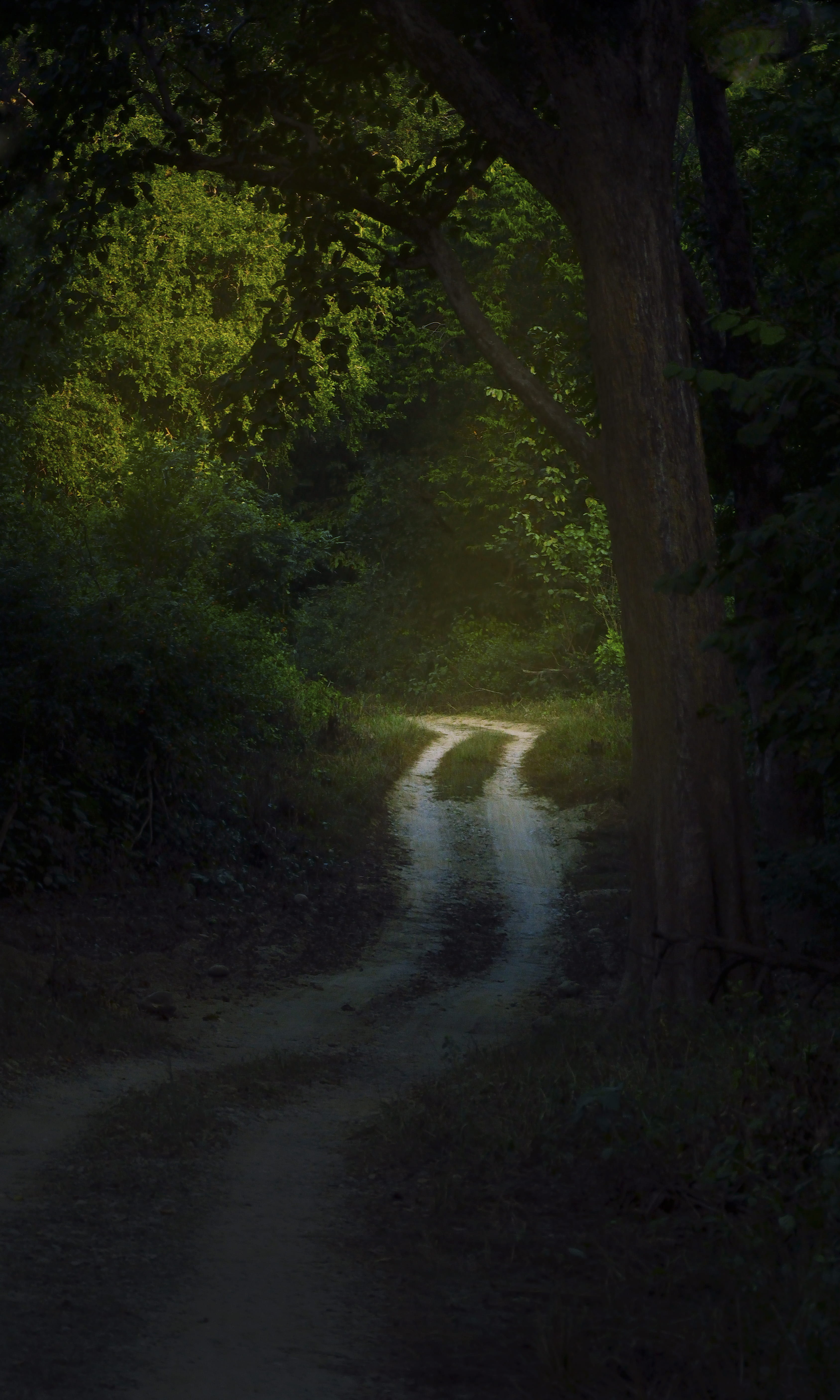 pathway surrounded by trees, plant, forest, land, nature, tranquility