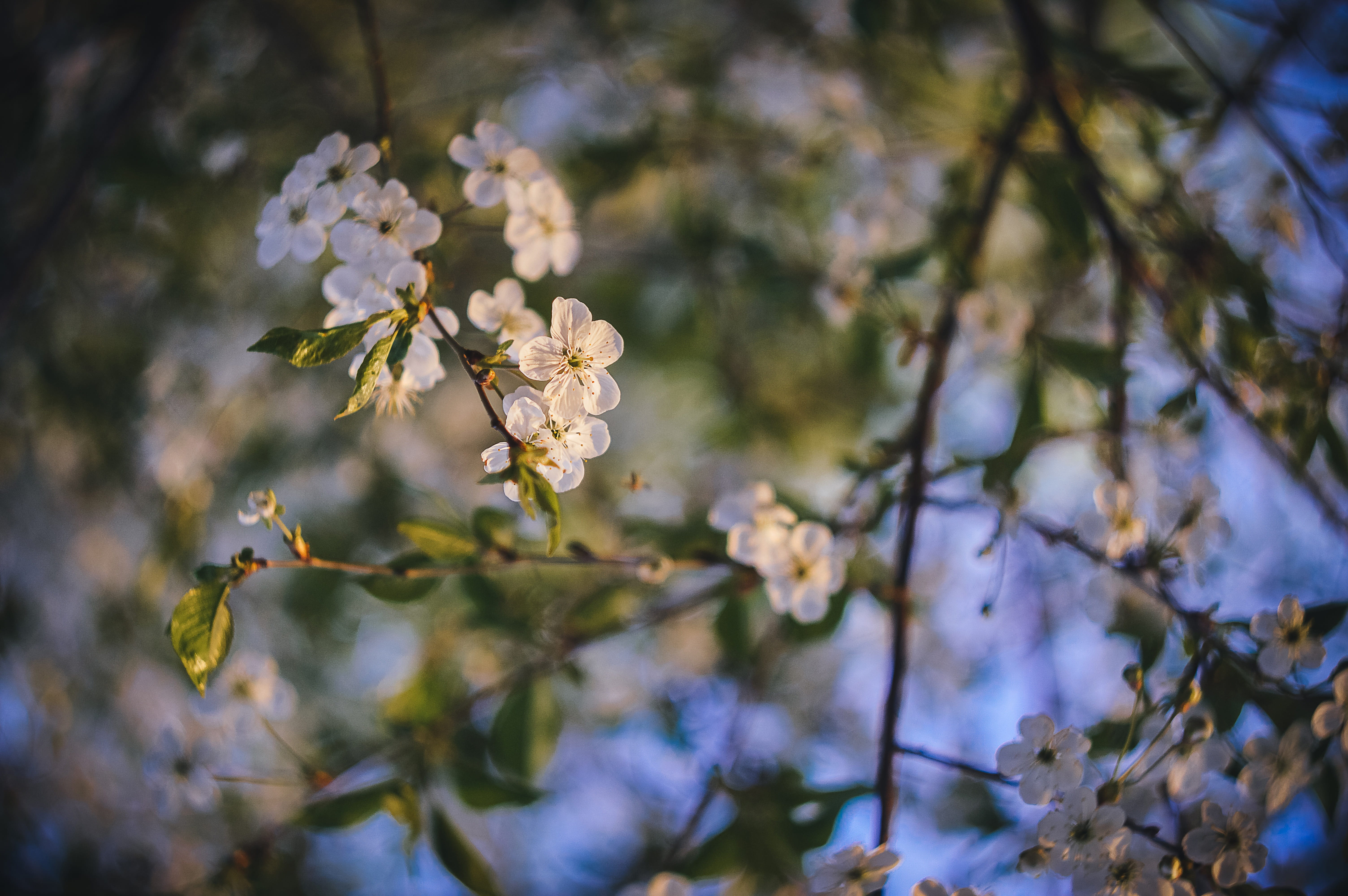 spring, sunset, nature, sky, tree, flowers, bloom, sunlight
