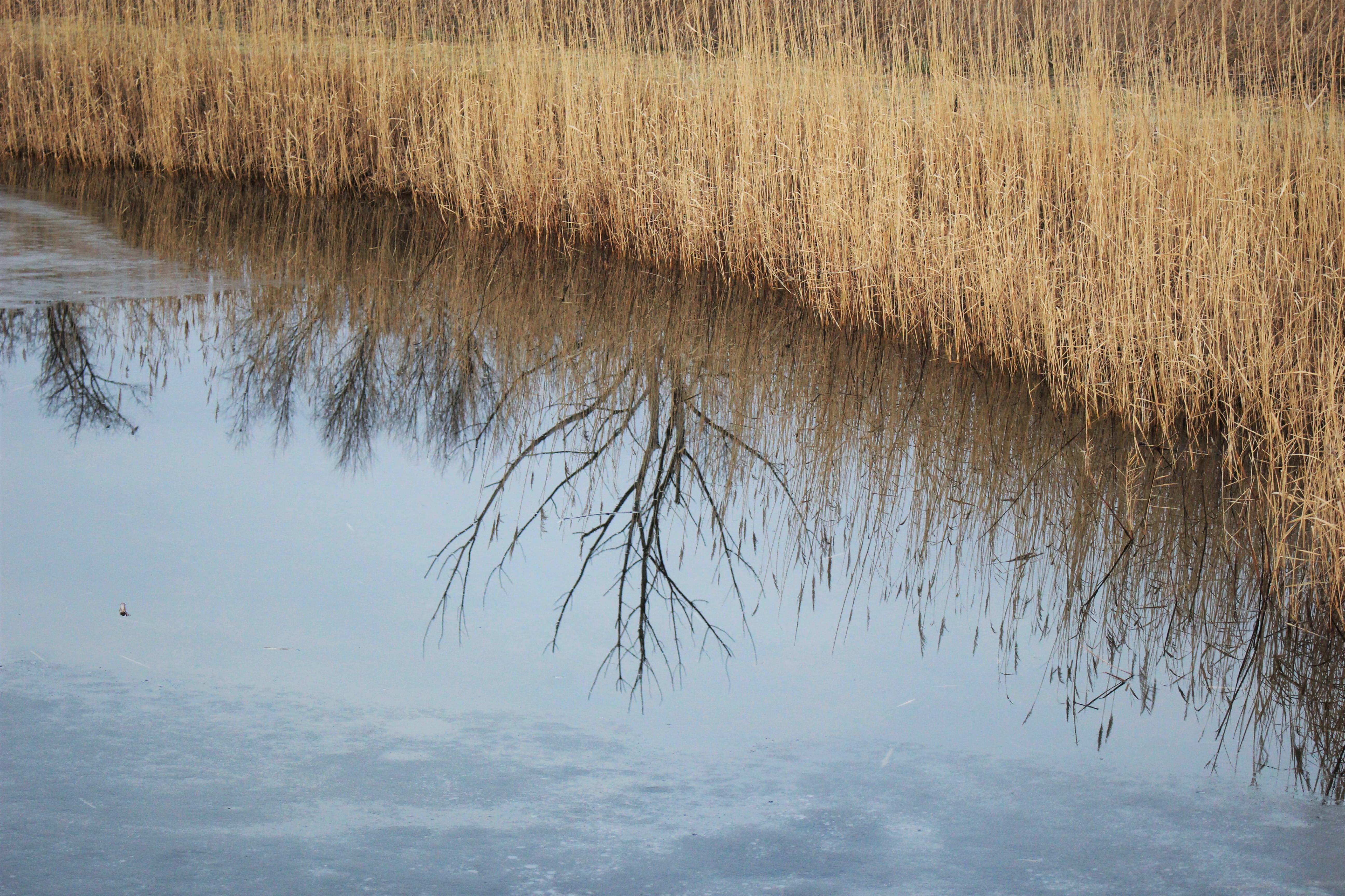 reflections, tree, water, ice, mirror, winter, reeds, tranquility
