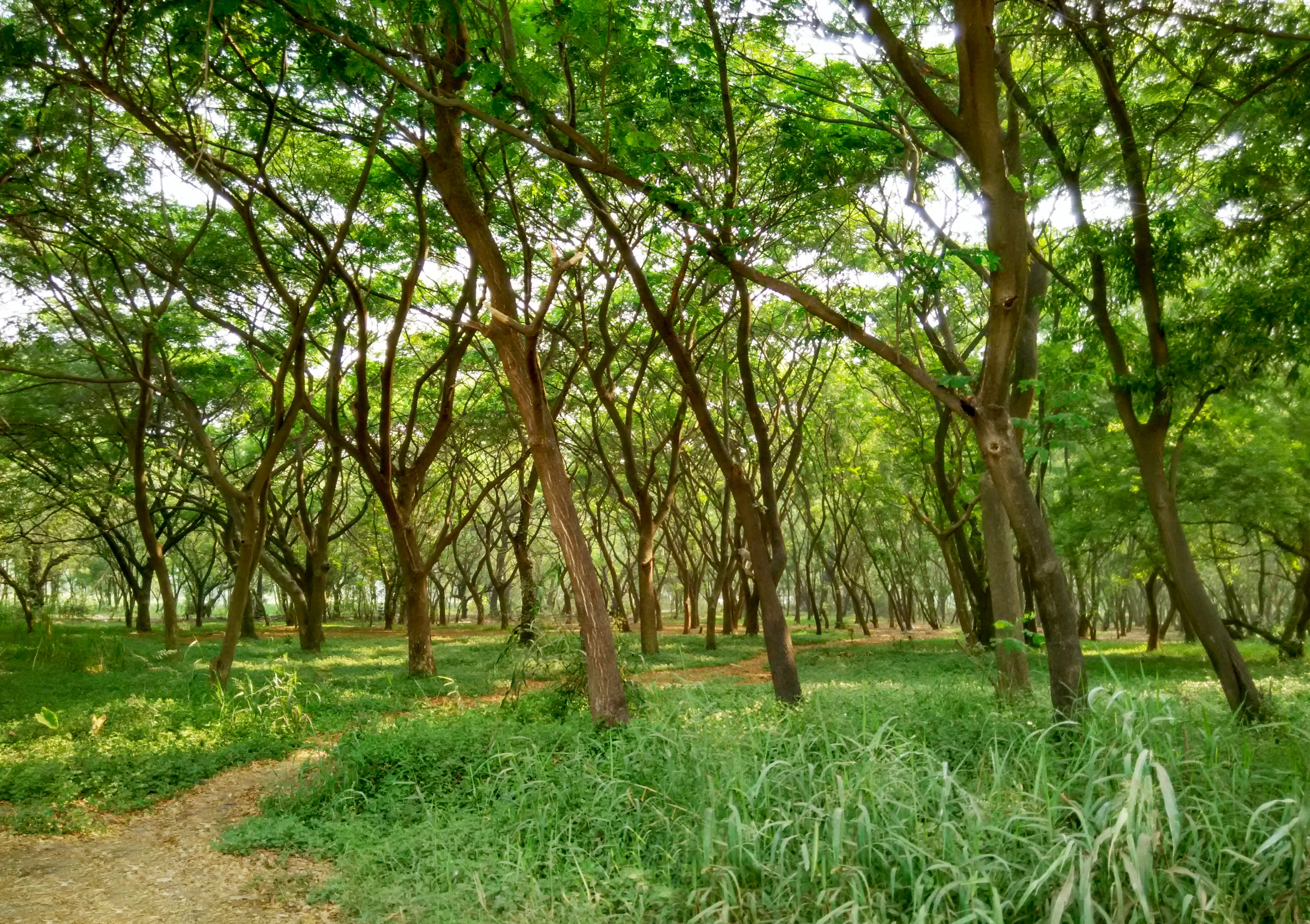 india, mumbai, aarey milk colony, arey colony, green, greenery